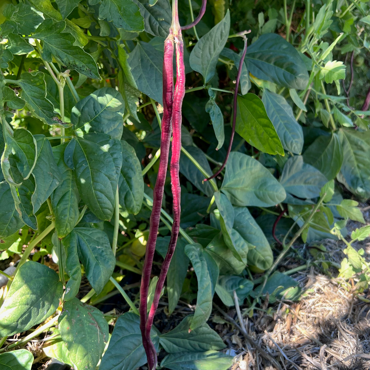 Chinese Red Noodle Yardlong Bean