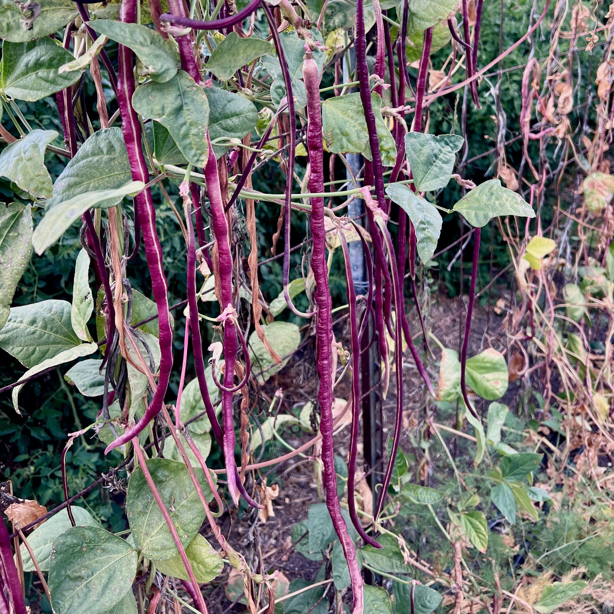 planting red beans from seed Chinese Red Noodle Yardlong Bean Seeds