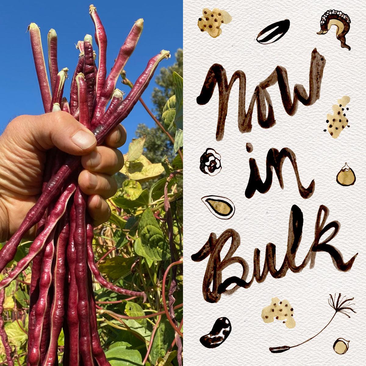 Chinese Red Noodle Yardlong Bean