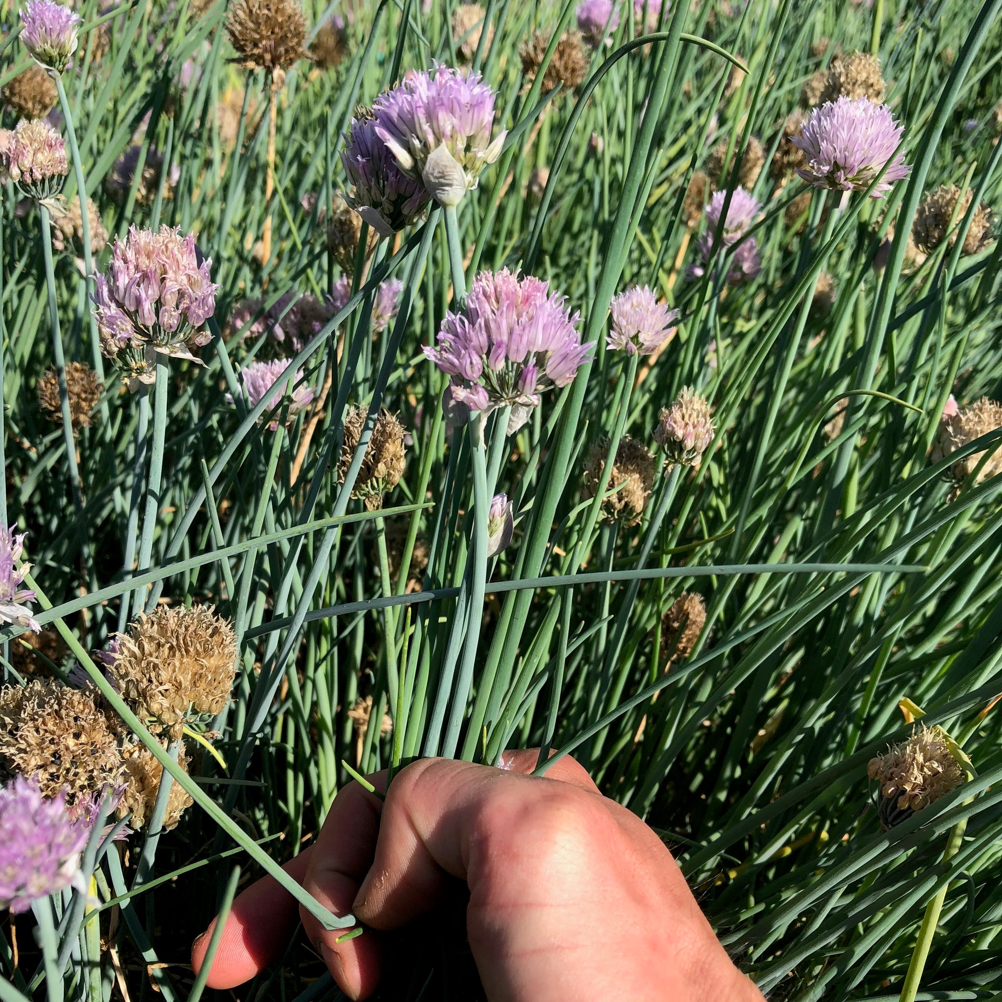 best time to plant chive seeds Standard Chive Seeds