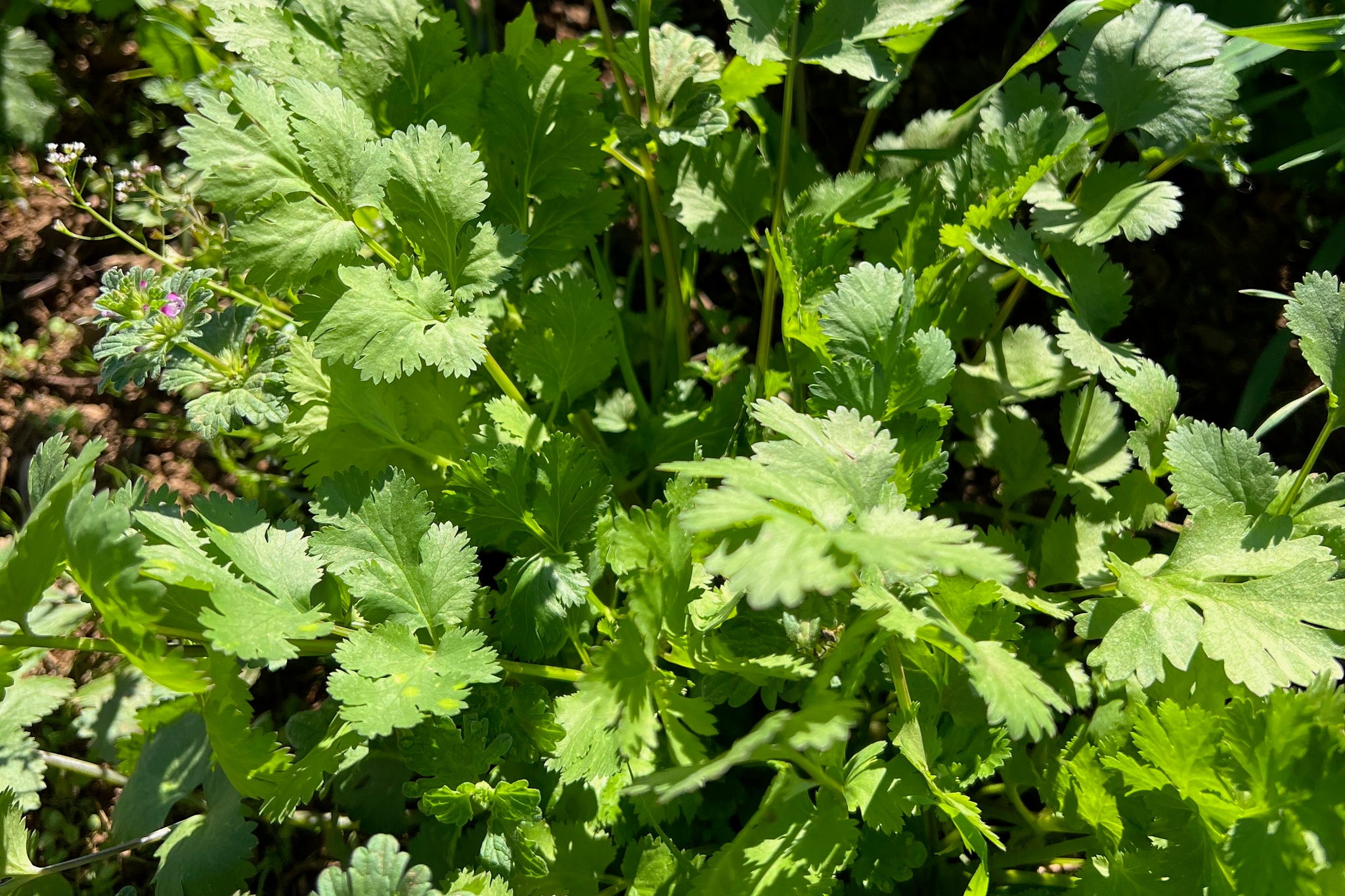 cilantro plant coriander seeds Cilantro Seeds