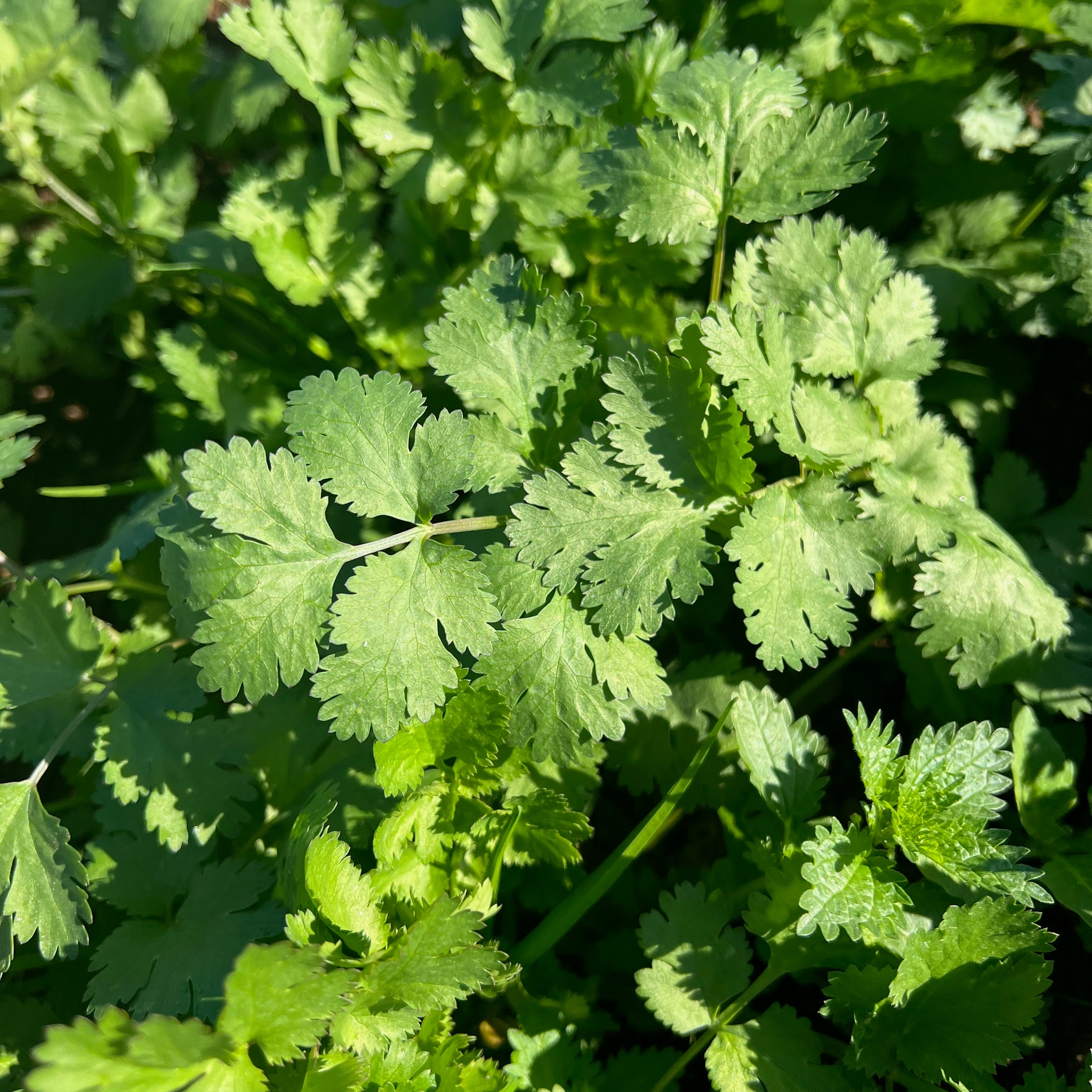 coriander plants from seeds Cilantro Seeds