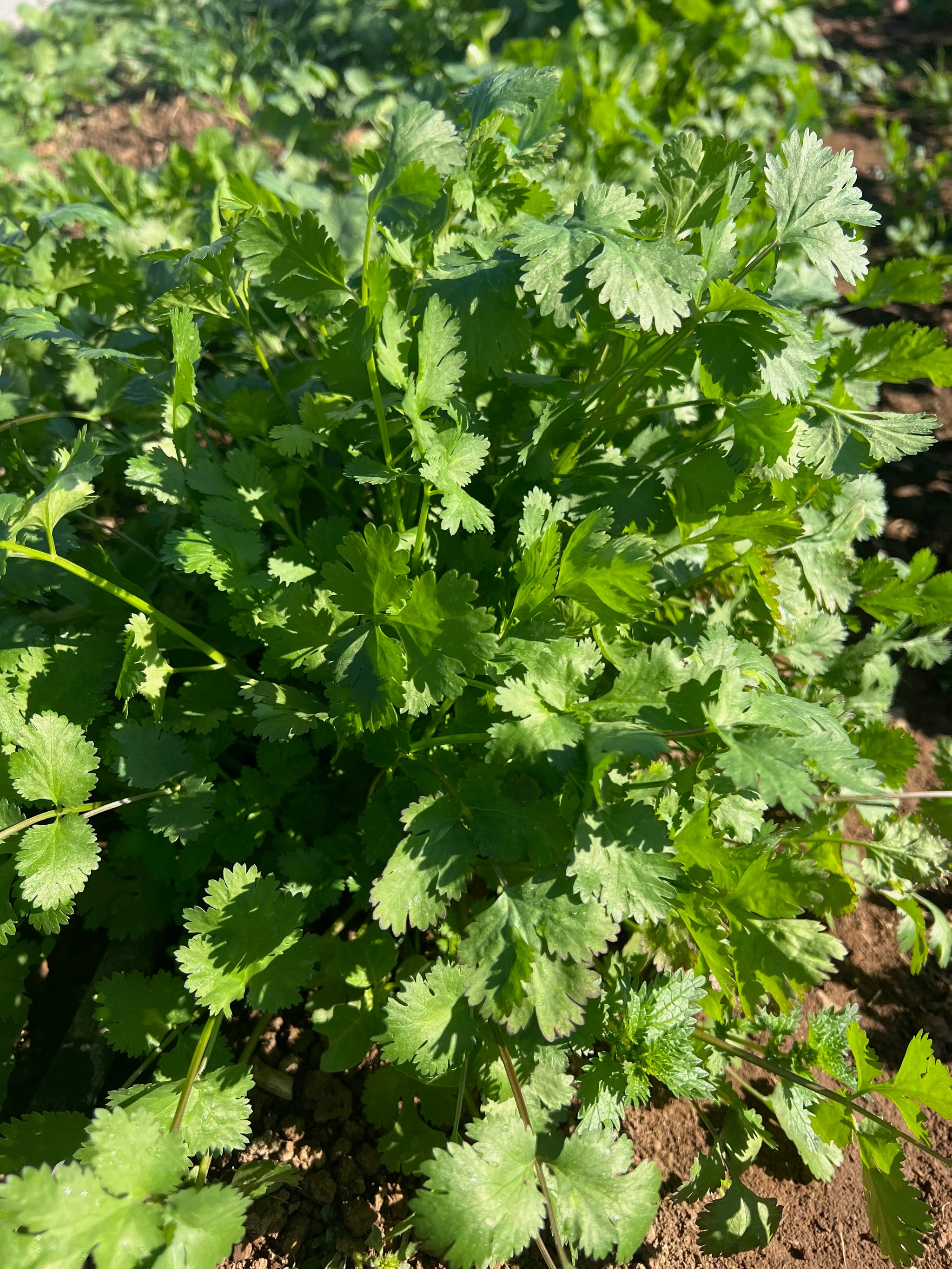 plant coriander seeds Cilantro Seeds