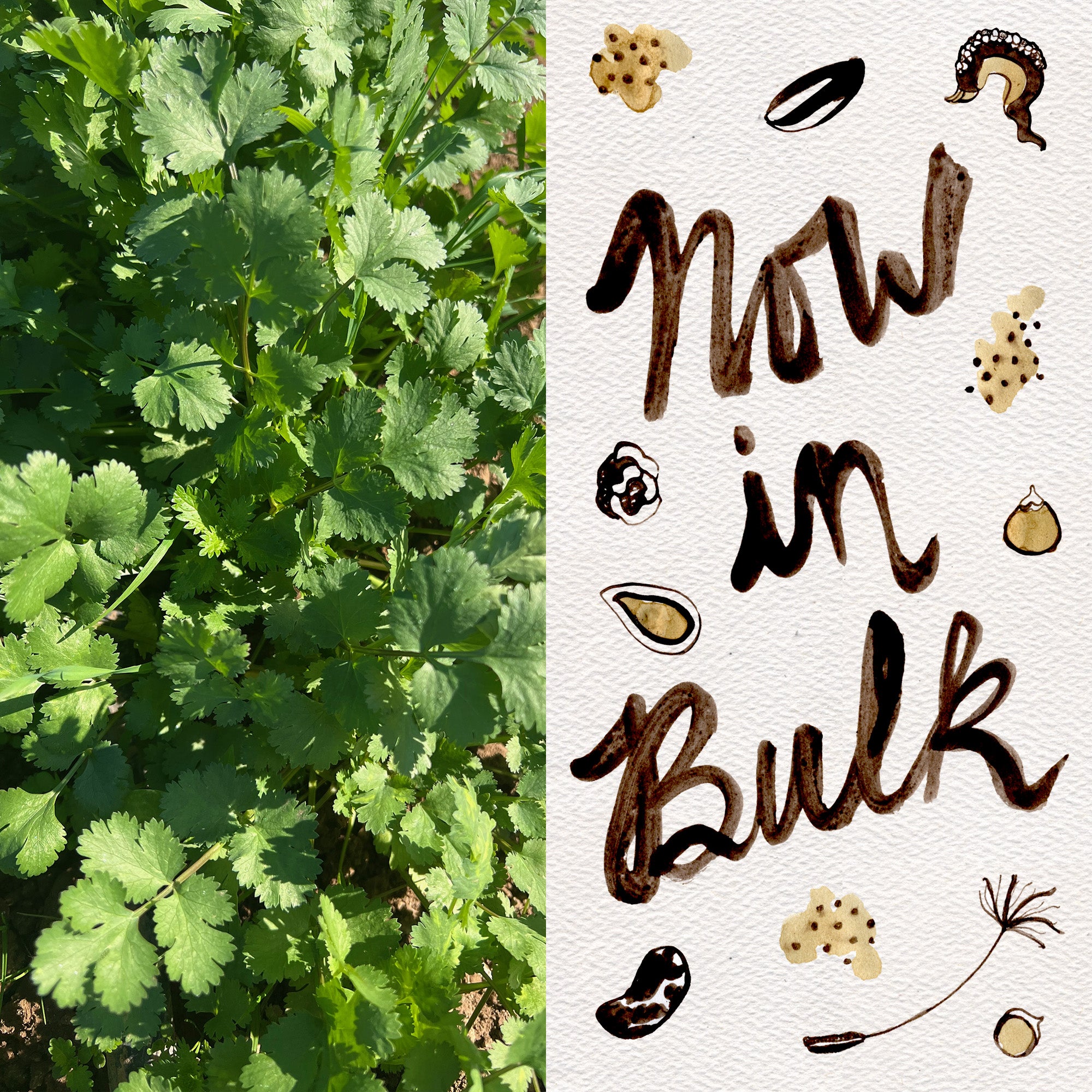 buy coriander seeds for planting Cilantro Seeds