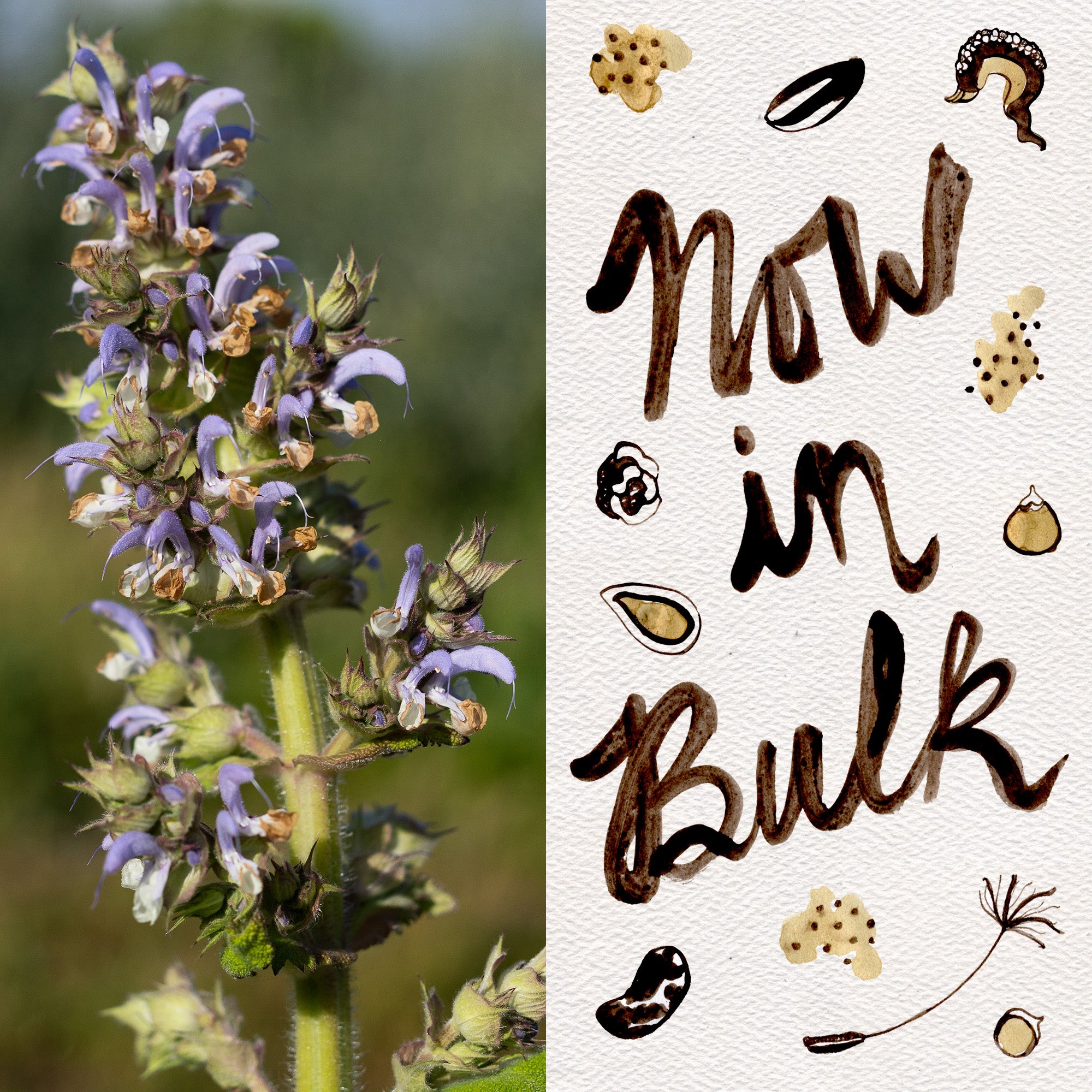 salvia flower seeds Clary Sage BULK: 1,000 seeds (5 grams), OG