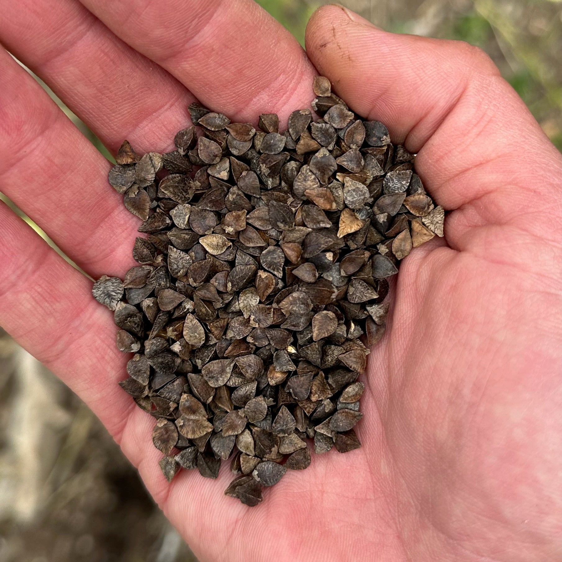 buckwheat seeds for planting Buckwheat Seeds Packet: 125 Seeds (3.5 grams), OG