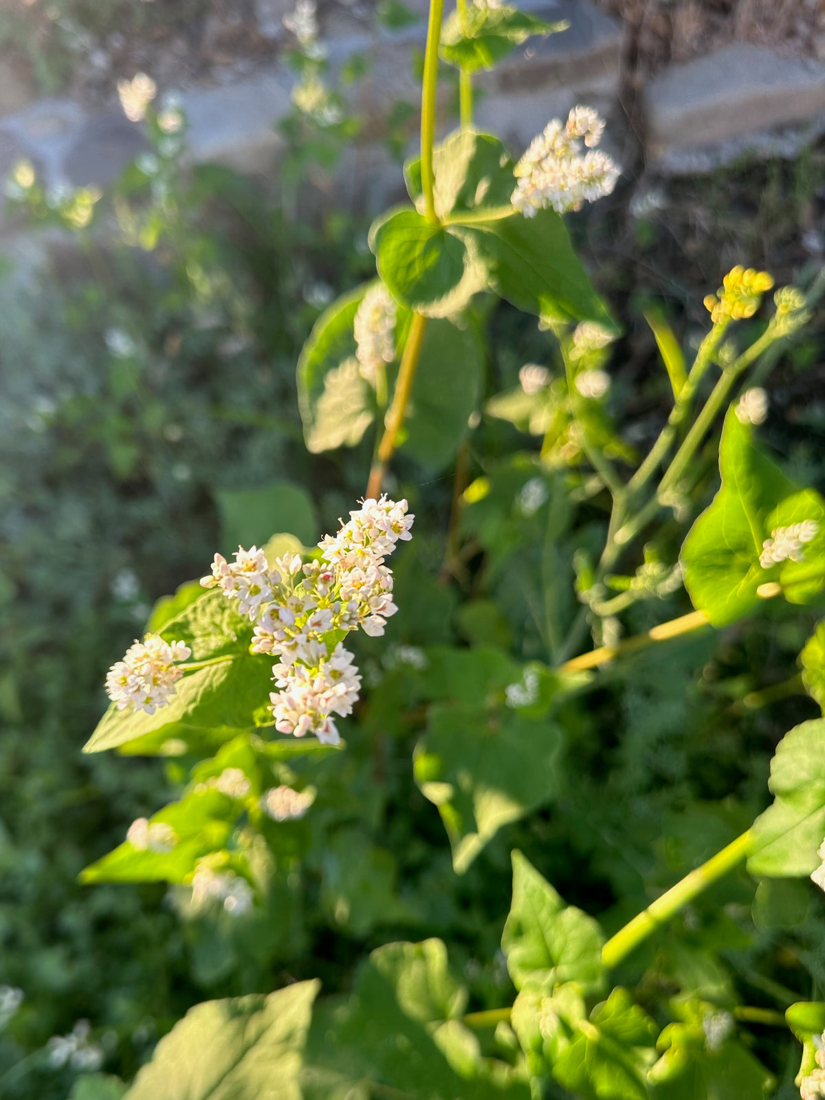 Buckwheat