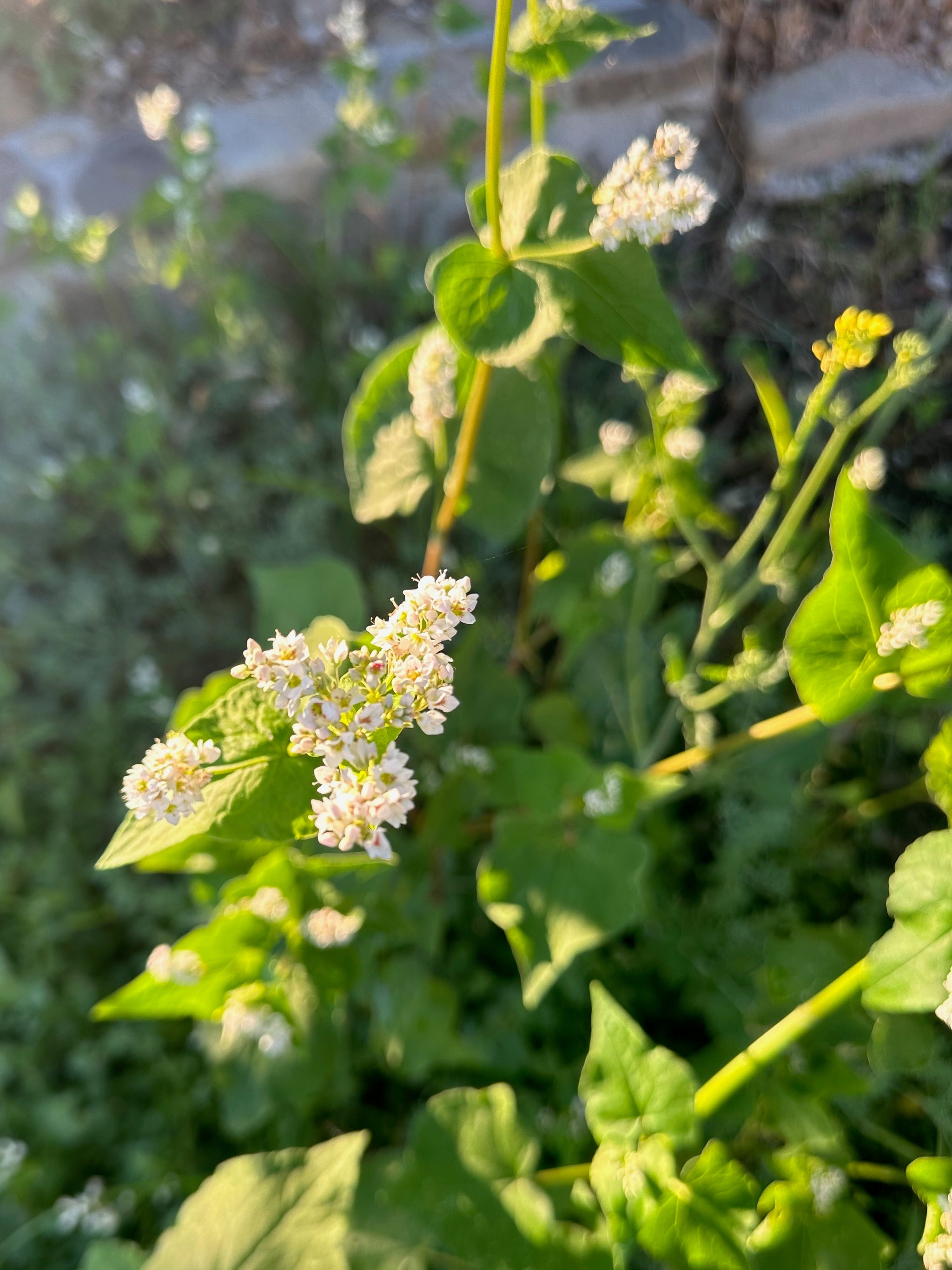 Buckwheat Seeds Packet: 125 Seeds (3.5 grams), OG