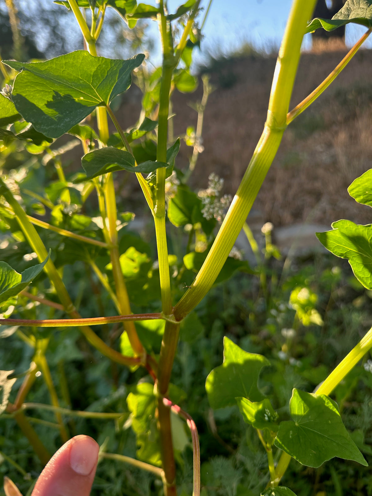 Buckwheat