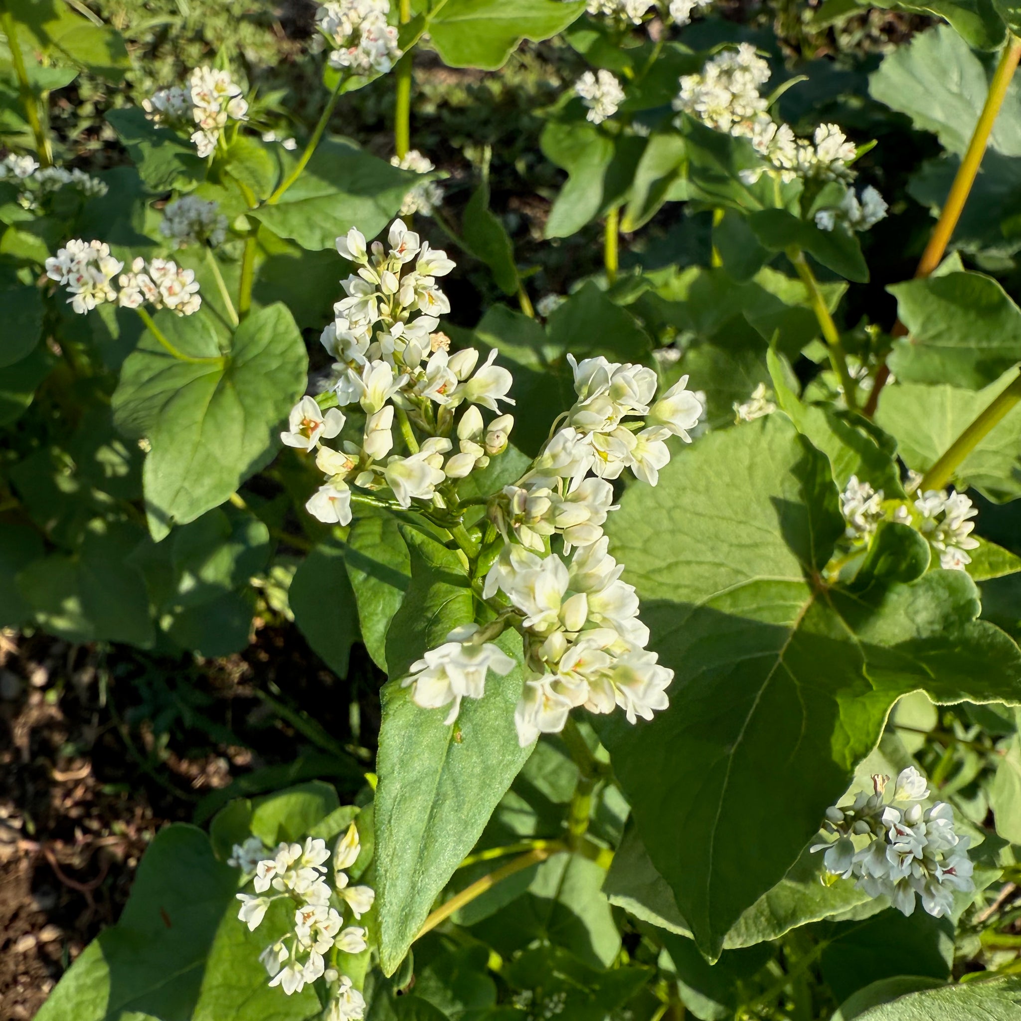 buckwheat plant Buckwheat Seeds