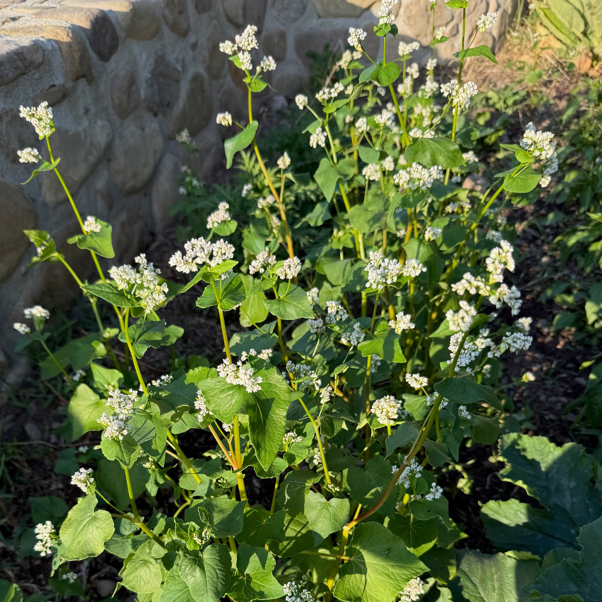 buckwheat flower seeds Buckwheat Seeds BULK: 8,000 Seeds (0.5 pound), OG