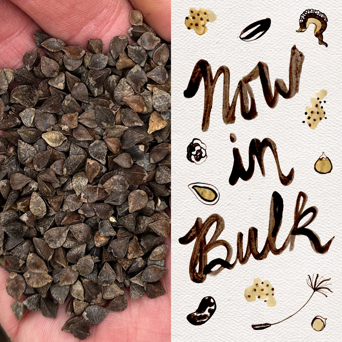 Buckwheat