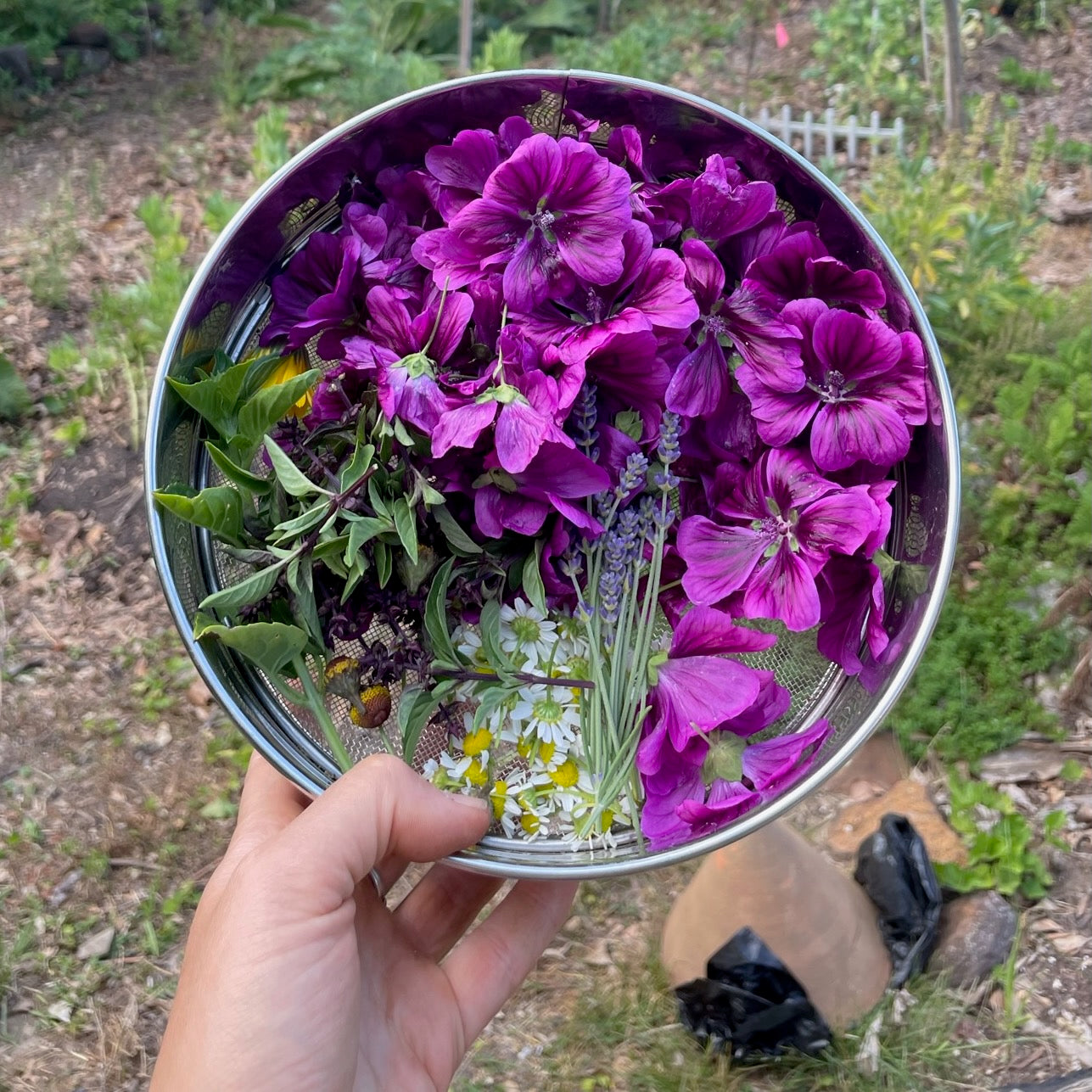 mallow flower seeds Swedish Mallow Seeds