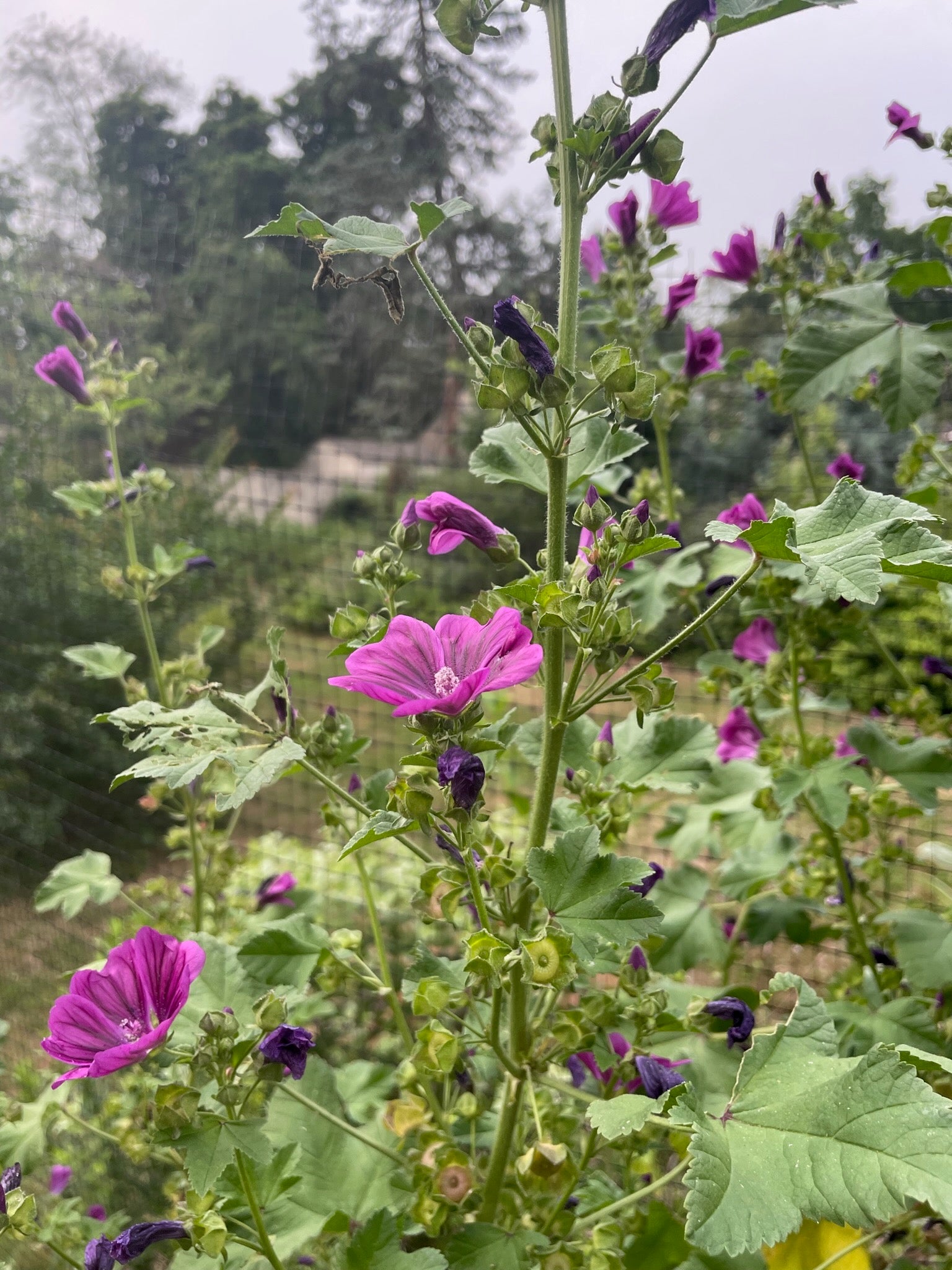 mallow plant seeds Swedish Mallow Seeds