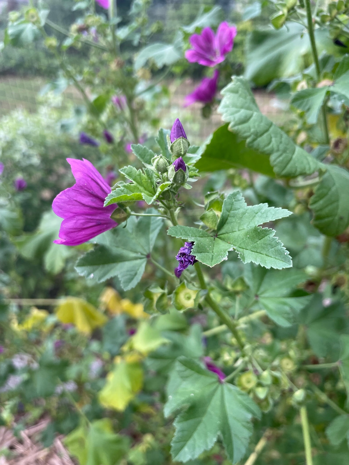 Swedish Mallow / Common Mallow / French Hollyhock