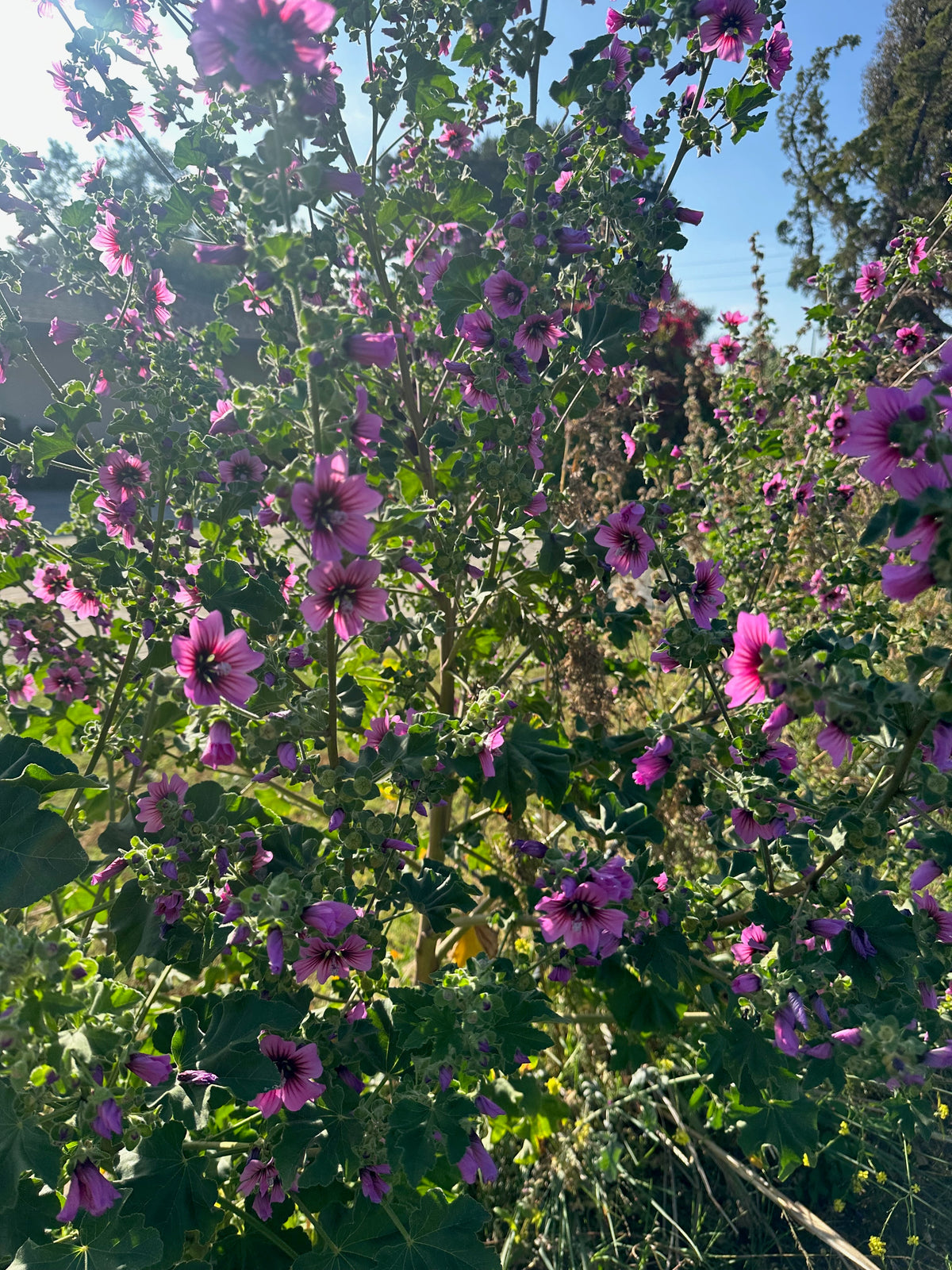 Swedish Mallow / Common Mallow / French Hollyhock