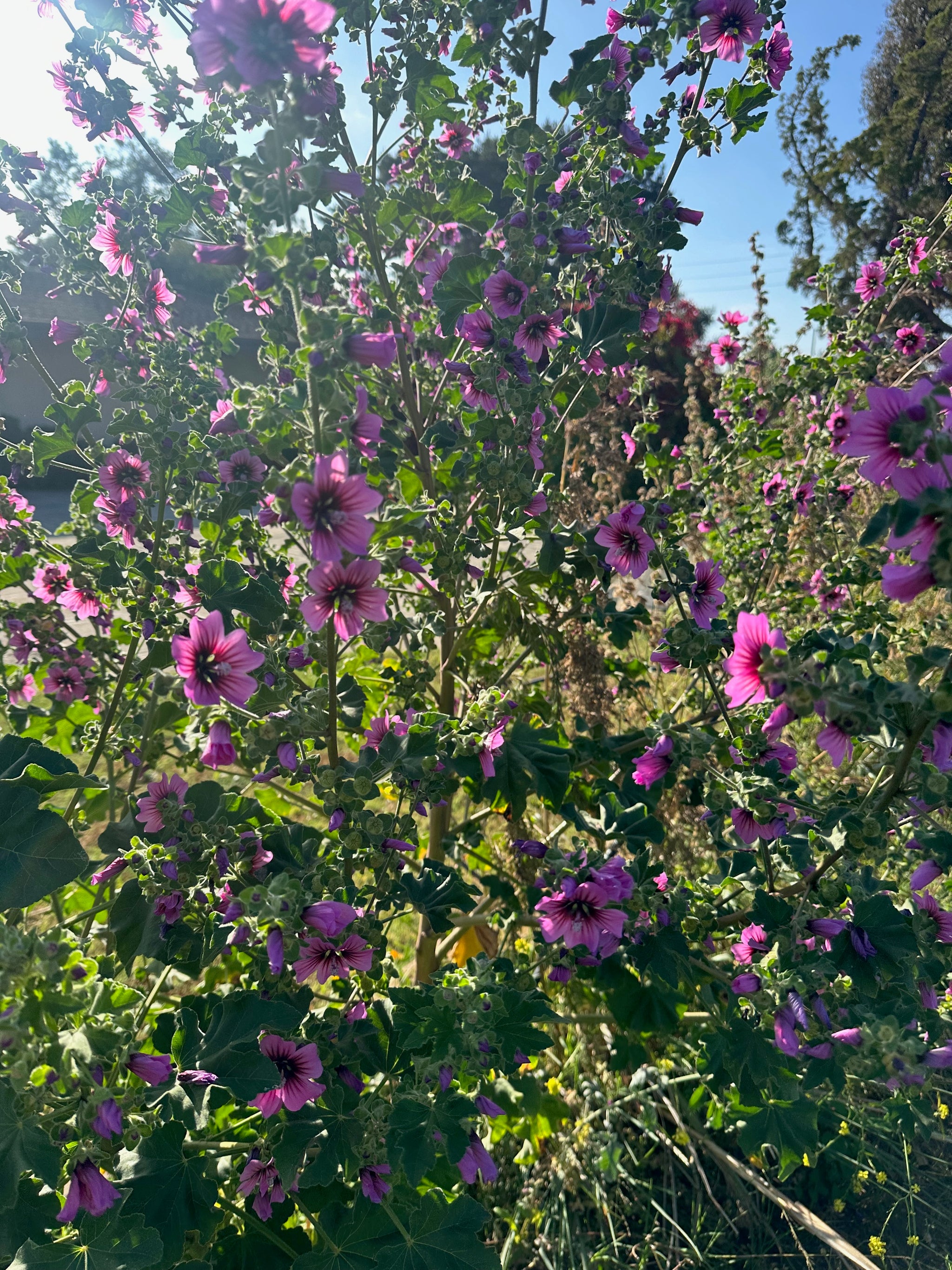 Wonder Mallow Swedish Mallow Seeds - The Plant Good Seed Company