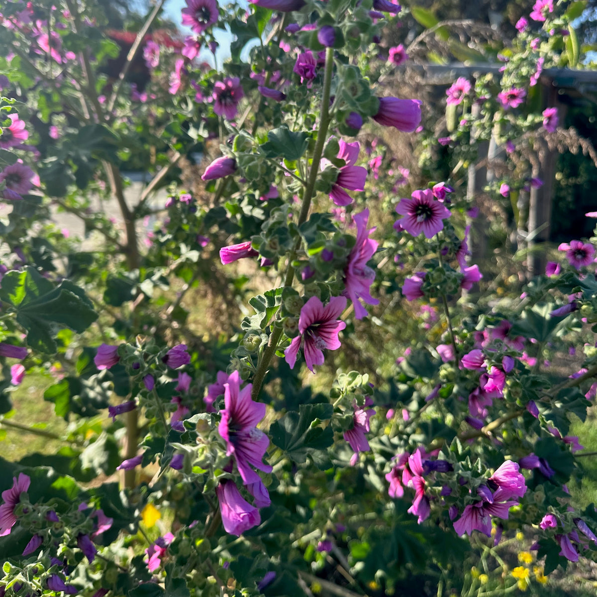 Swedish Mallow / Common Mallow / French Hollyhock