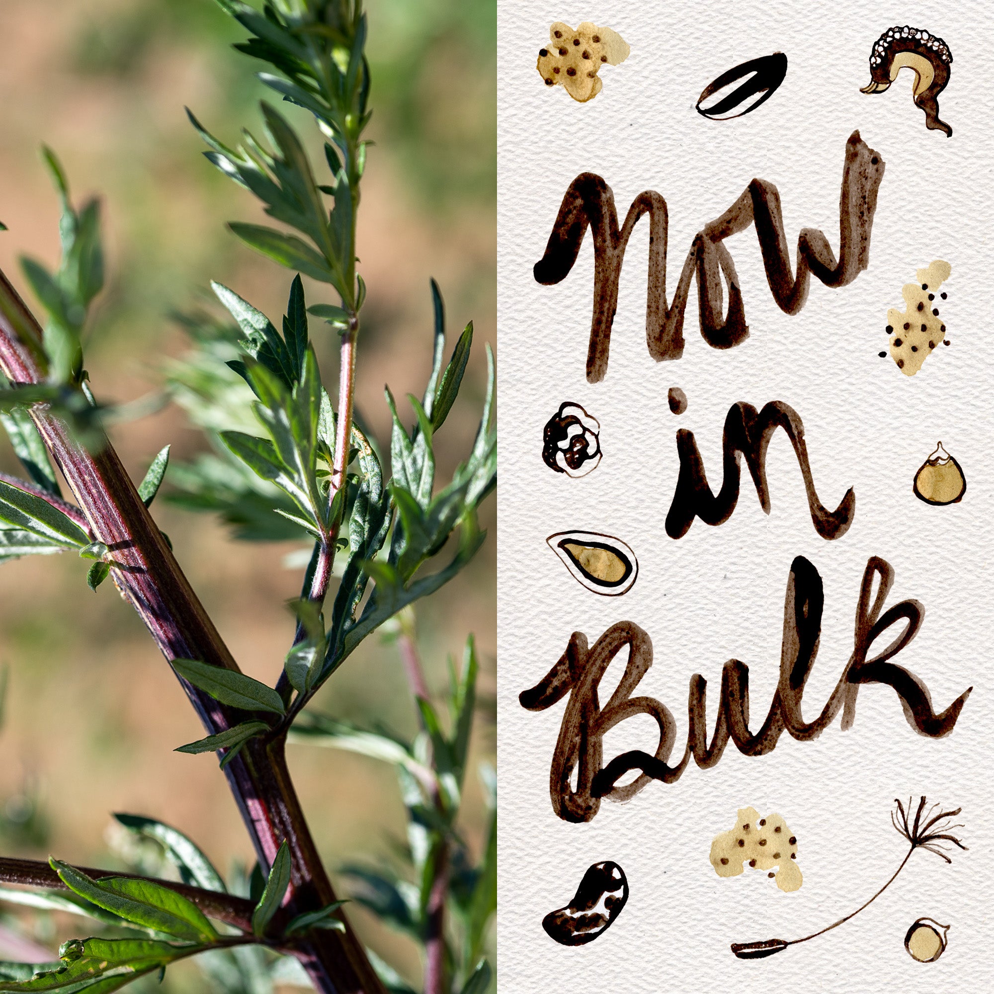 planting mugwort seeds Common Mugwort Seeds BULK: 4,000 Seeds (1 gram), OG