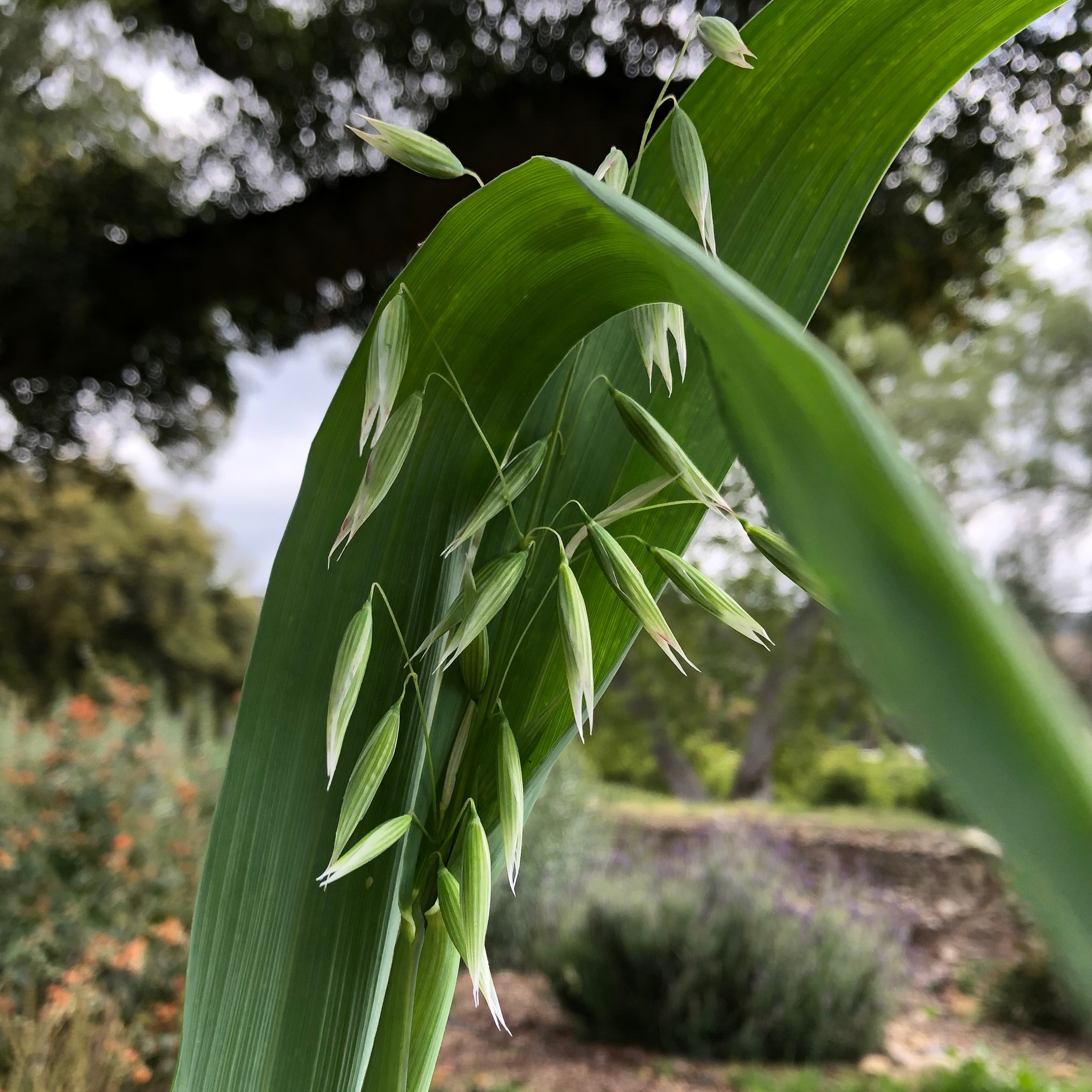 oats plant seed Common Oat Seeds Packet: 275 Seeds (7.5 grams), OG