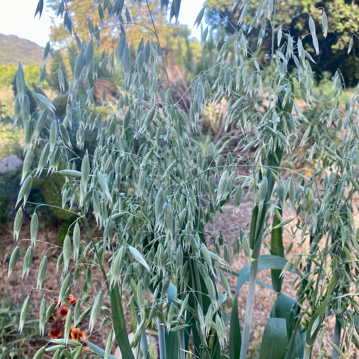 Common Oat