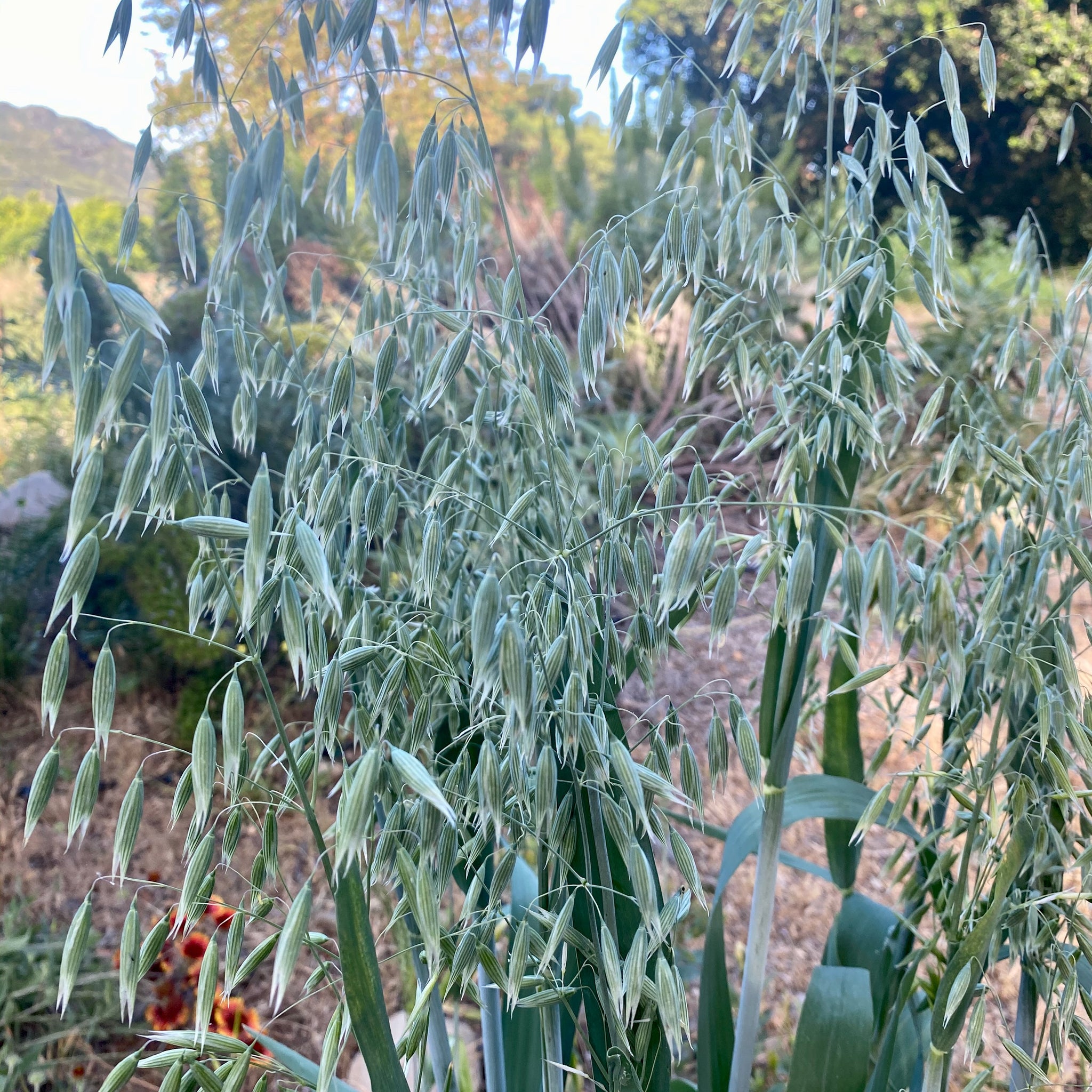 whole oat seeds for planting Common Oat Seeds