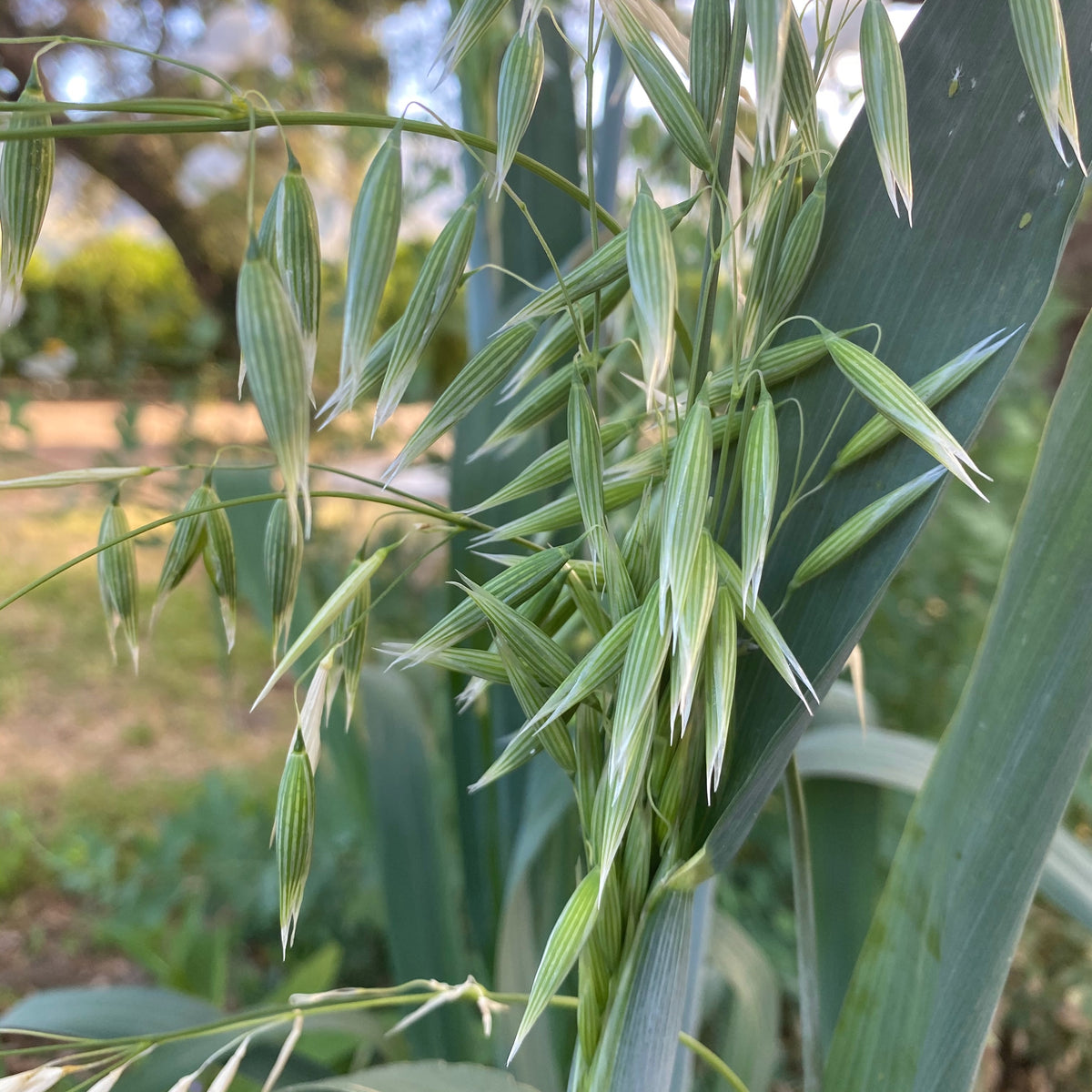 Common Oat