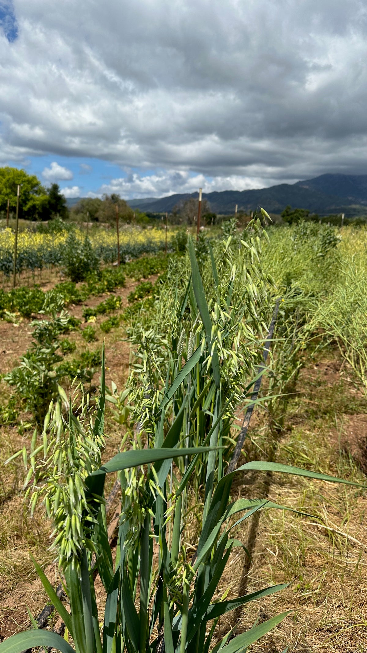 Common Oat