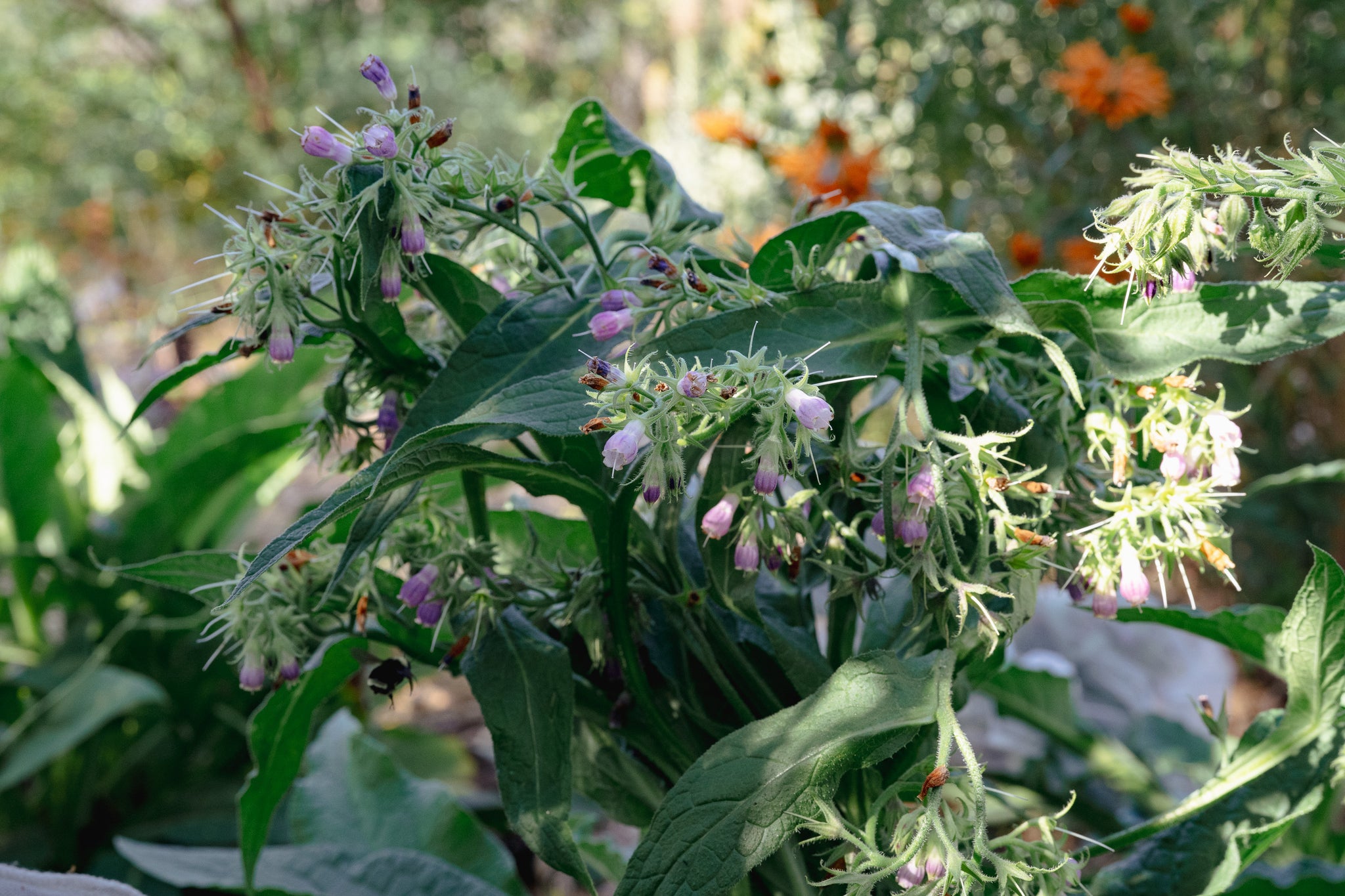 comfrey plant seeds for sale Common / True Comfrey Seeds