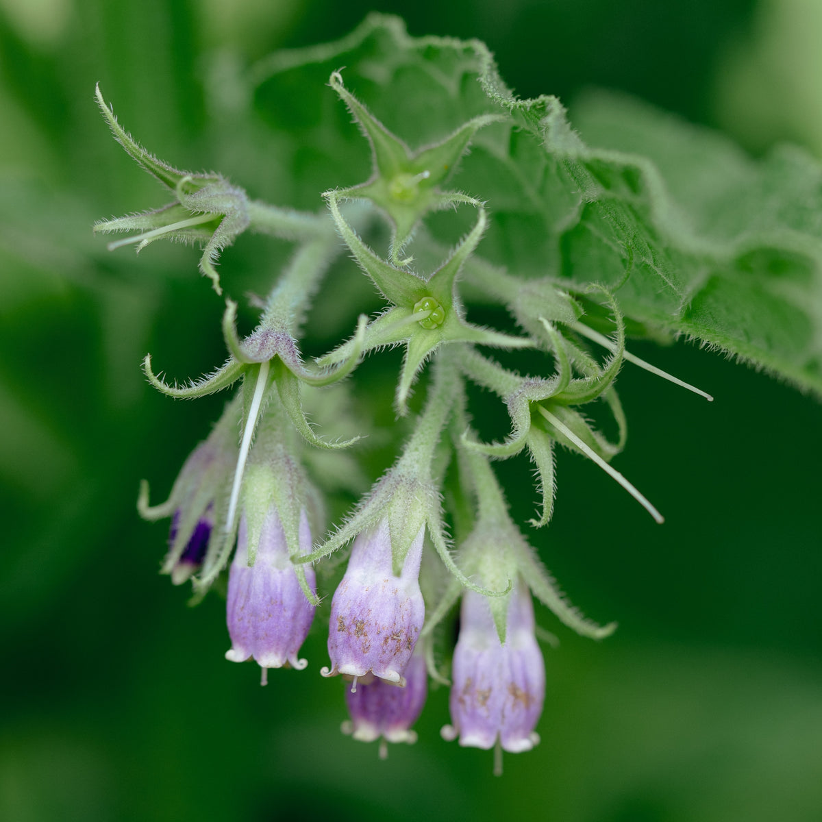 Common / True Comfrey