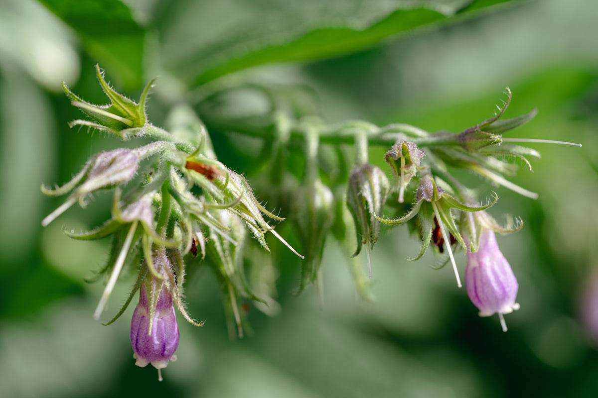 Common / True Comfrey