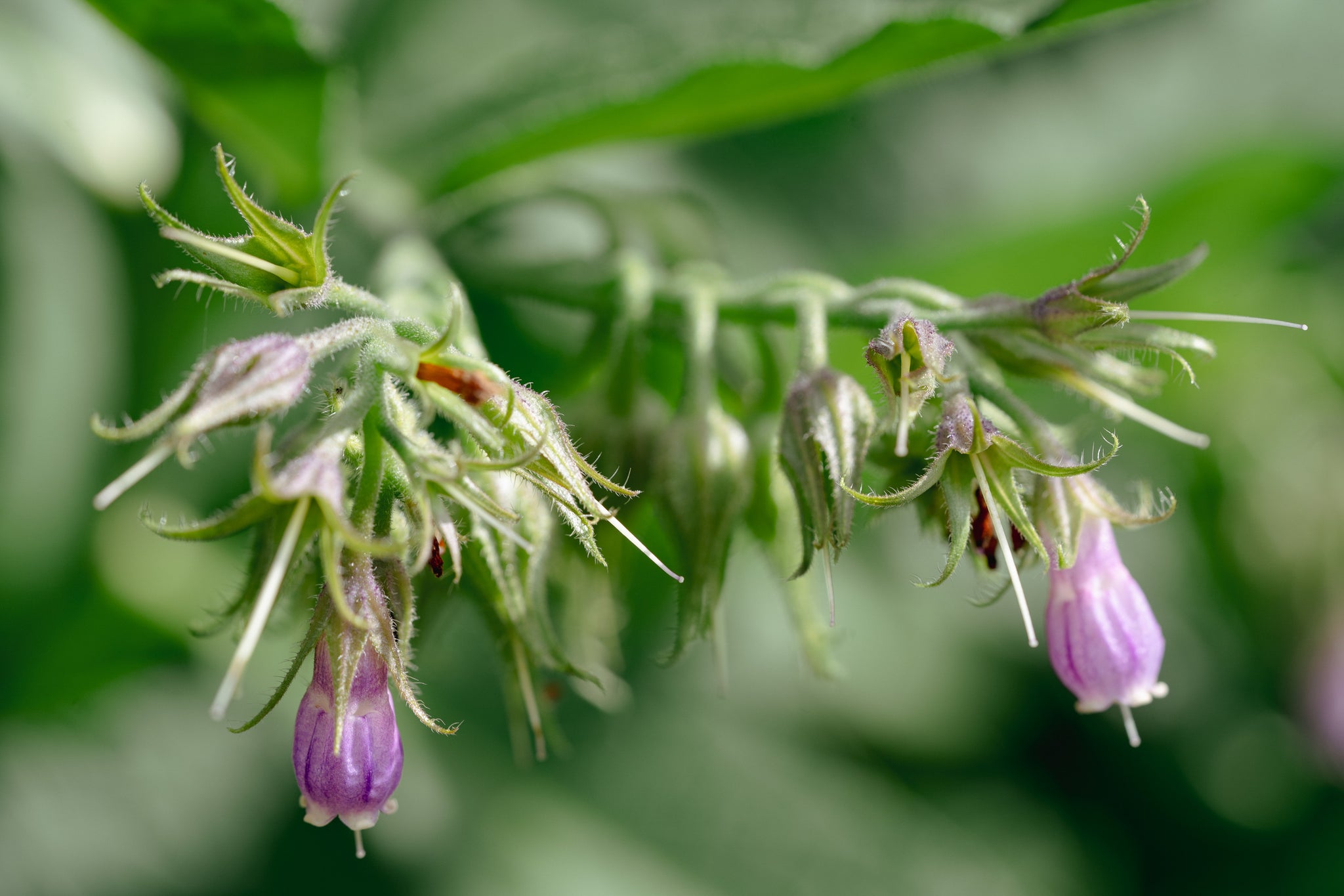 comfrey seeds for planting Common / True Comfrey Seeds