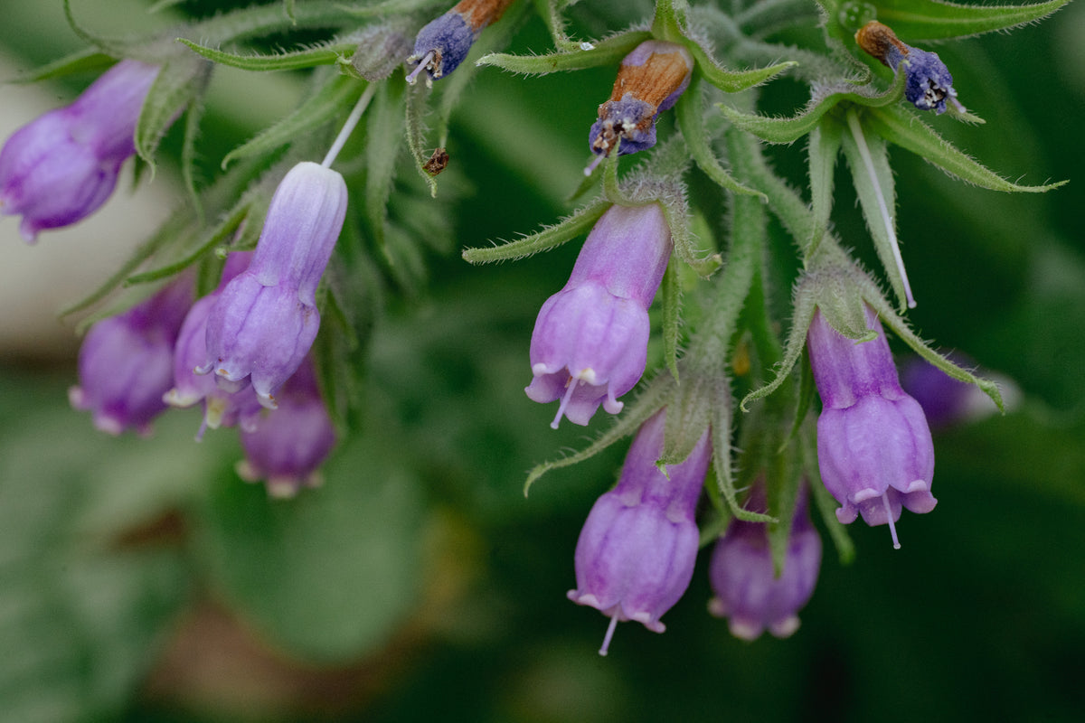 Common / True Comfrey