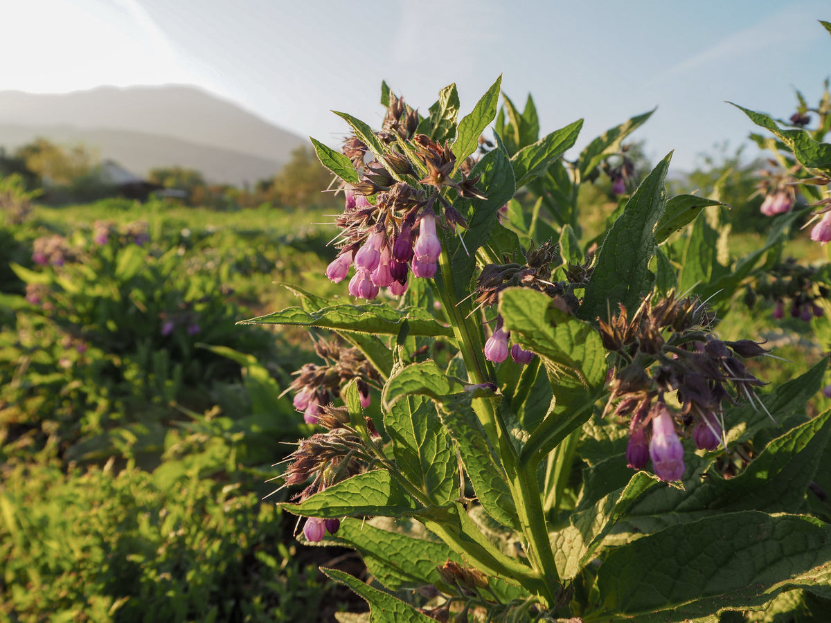 Common / True Comfrey