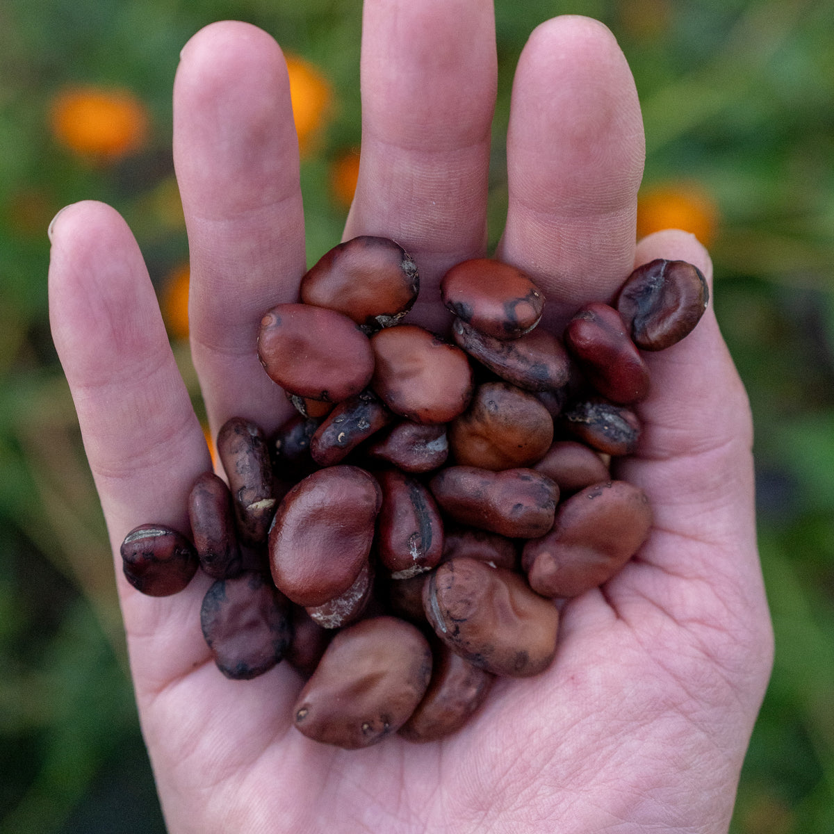 Copper Fava Bean Plant