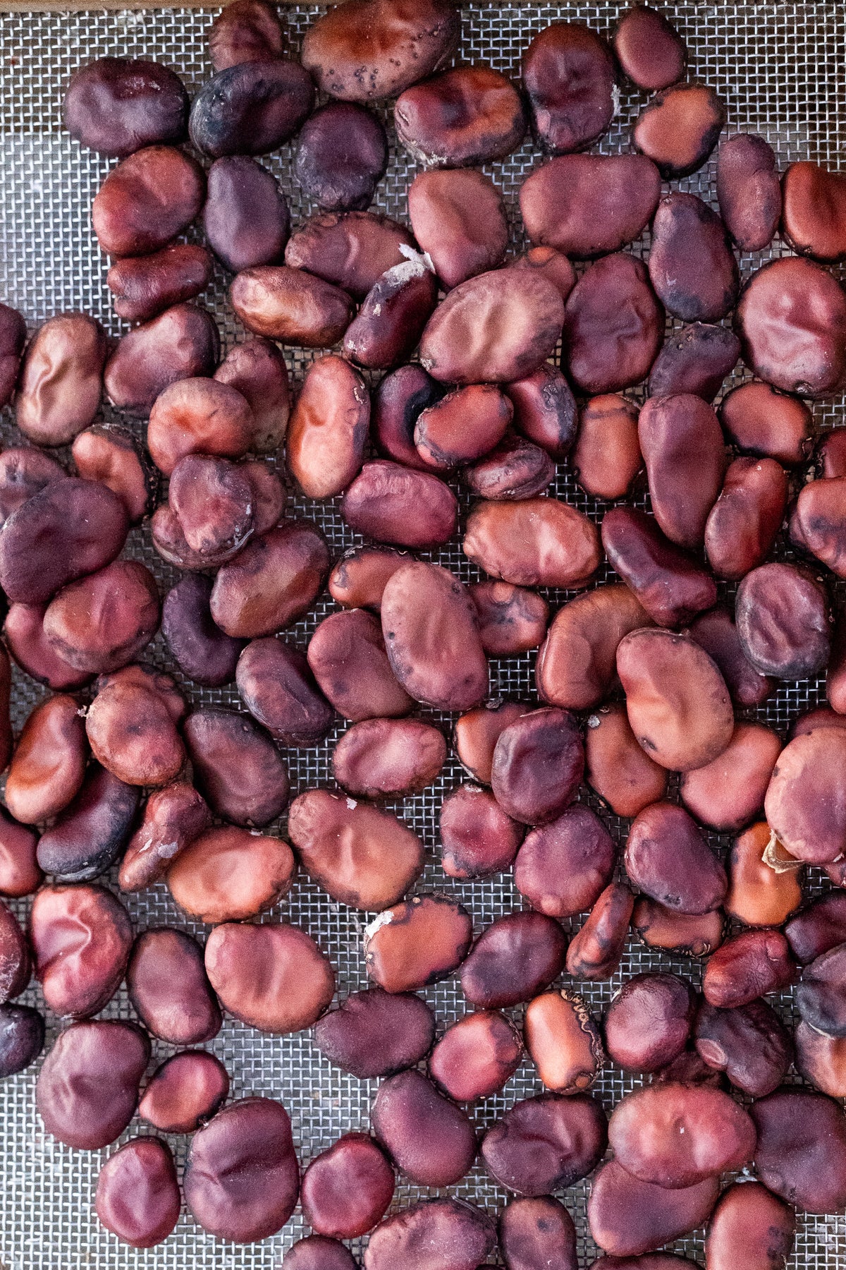 Copper Fava Bean Plant