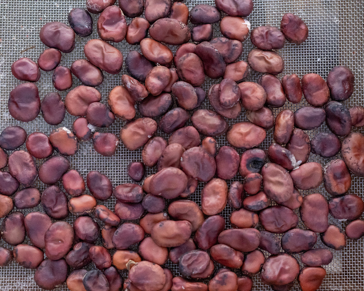 Copper Fava Bean Plant