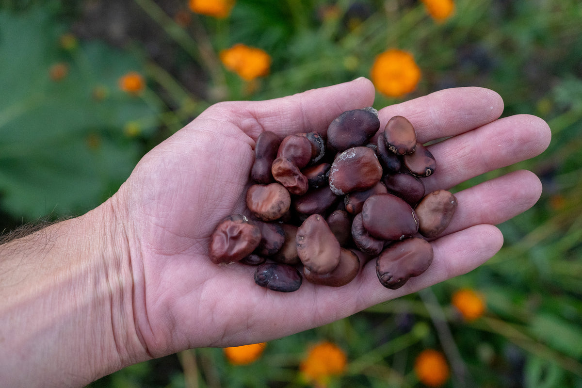 Copper Fava Bean Plant