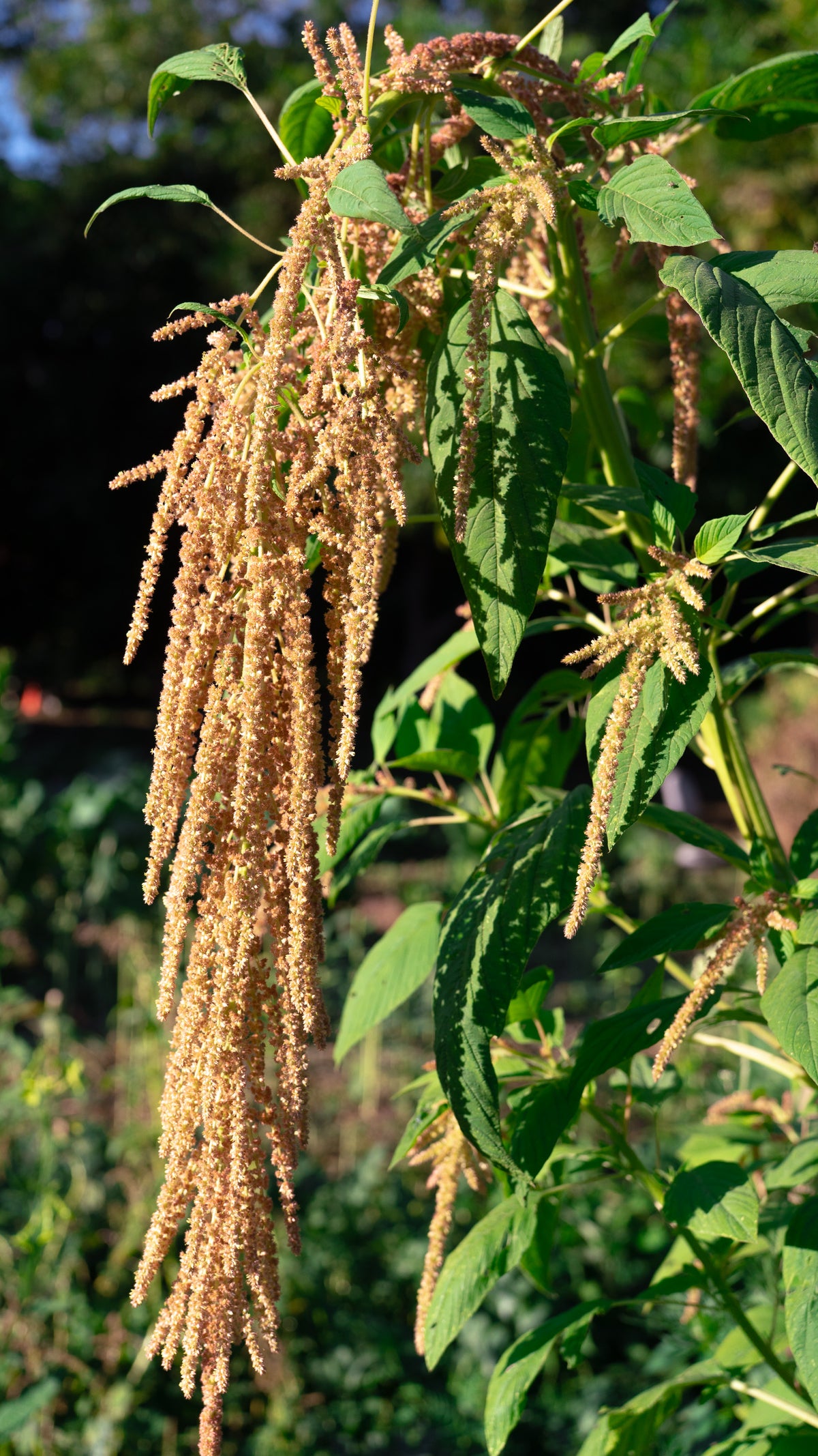 Coral Fountain Amaranth