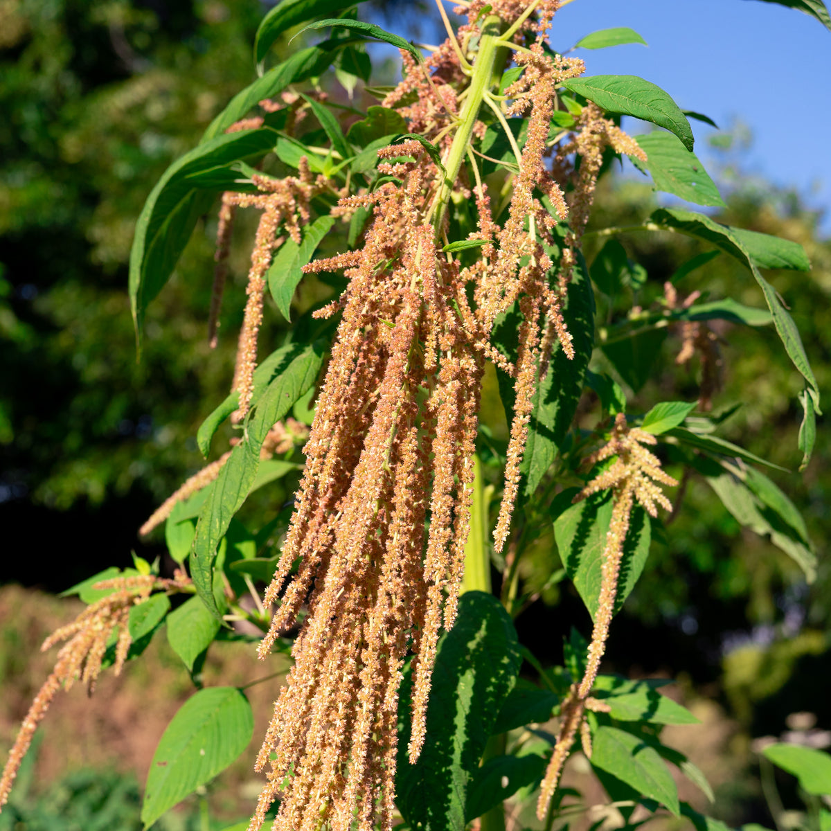 Coral Fountain Amaranth