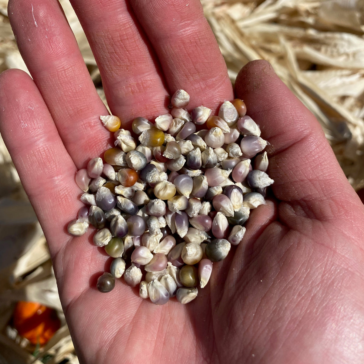 Glass Gem Corn