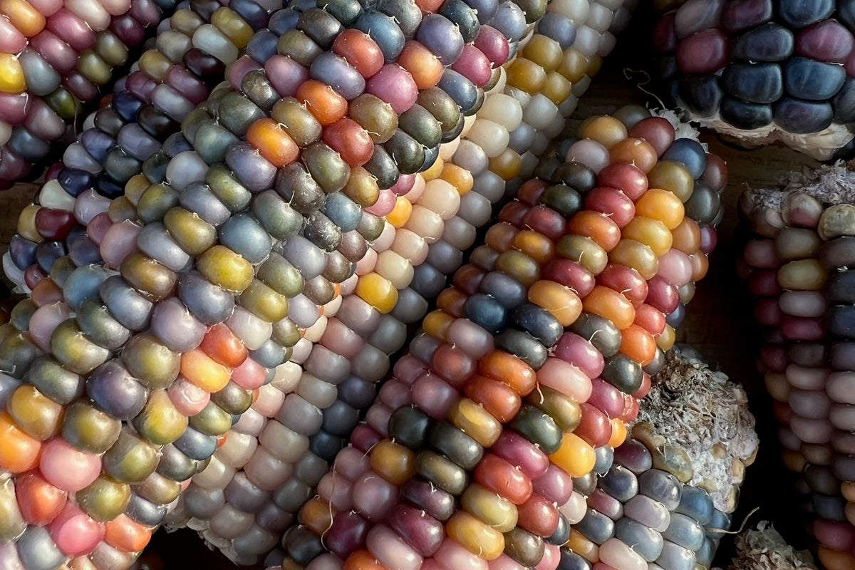 Glass Gem Corn