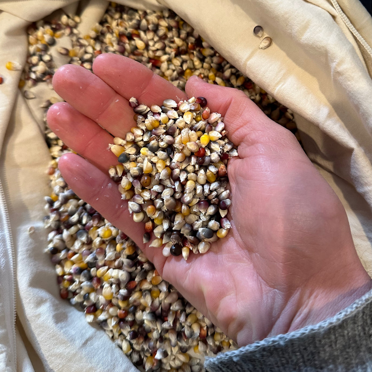 Cherokee Long Ear Small Popping Corn