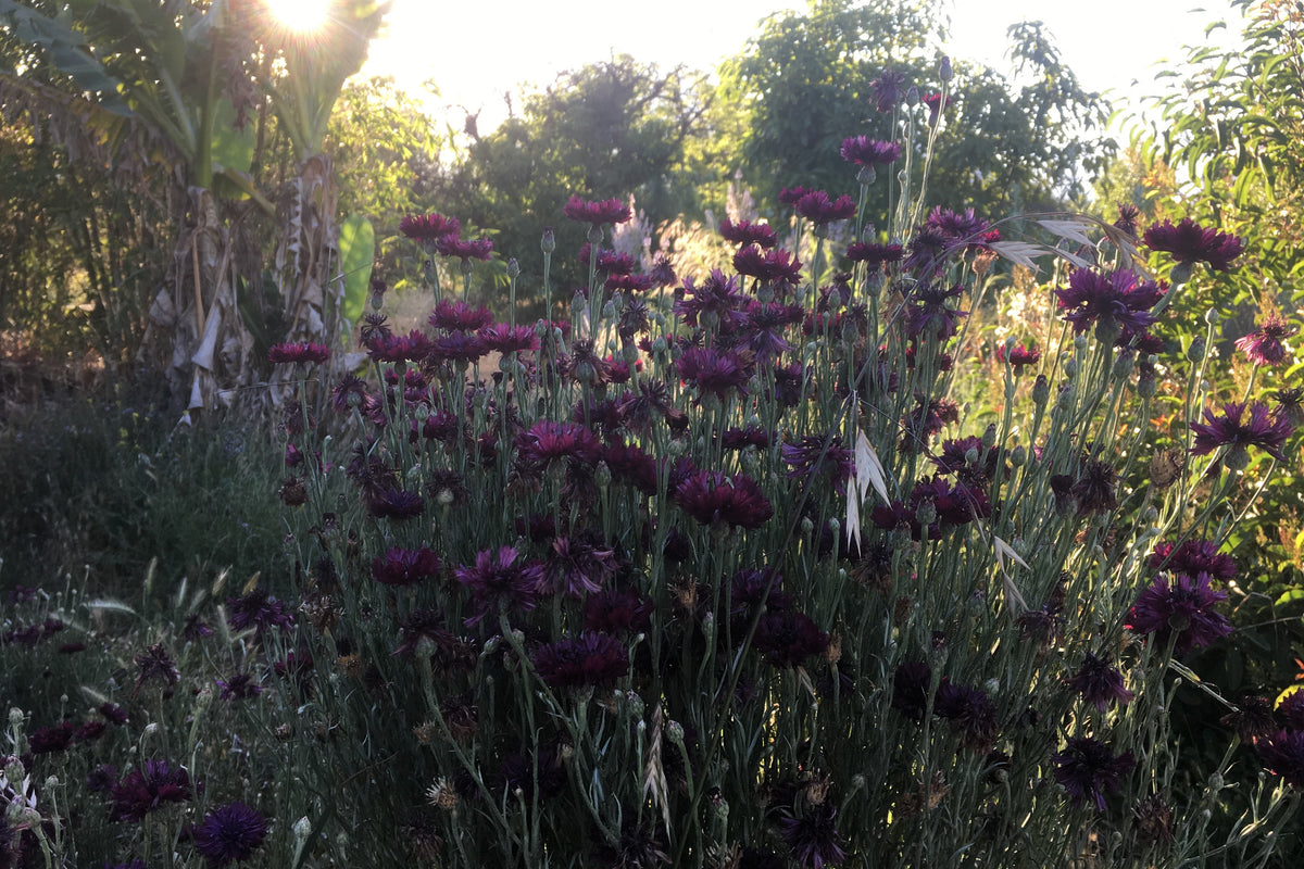 Black Magic Bachelor&#39;s Button / Cornflower