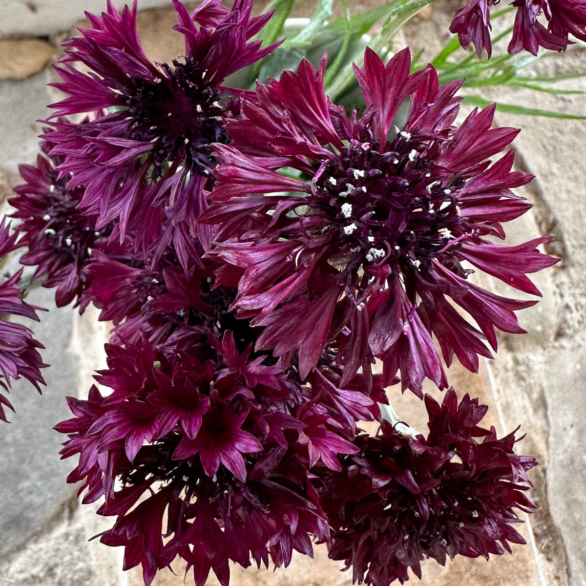 Black Magic Bachelor&#39;s Button / Cornflower