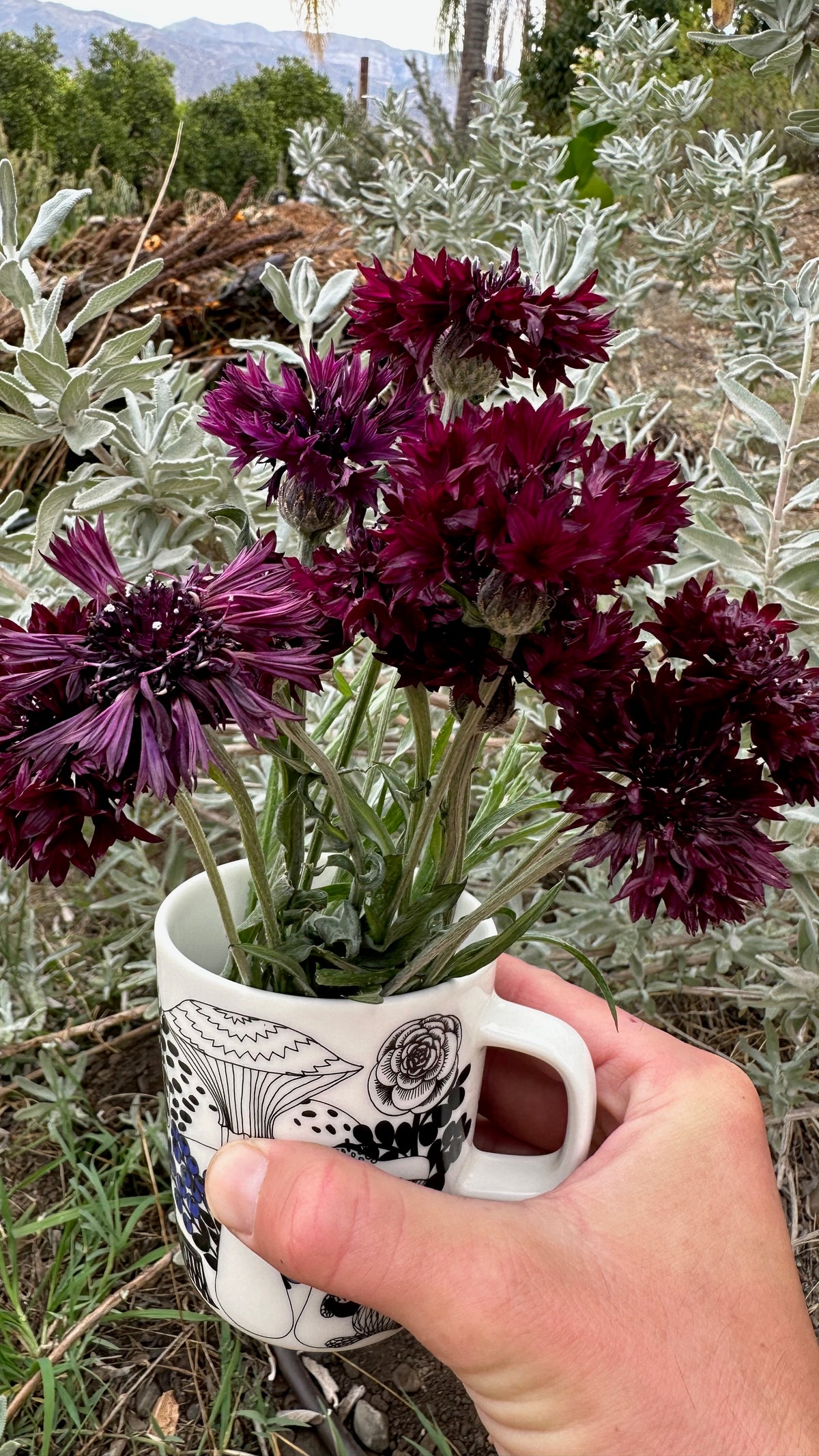 Black Magic Bachelor&#39;s Button / Cornflower
