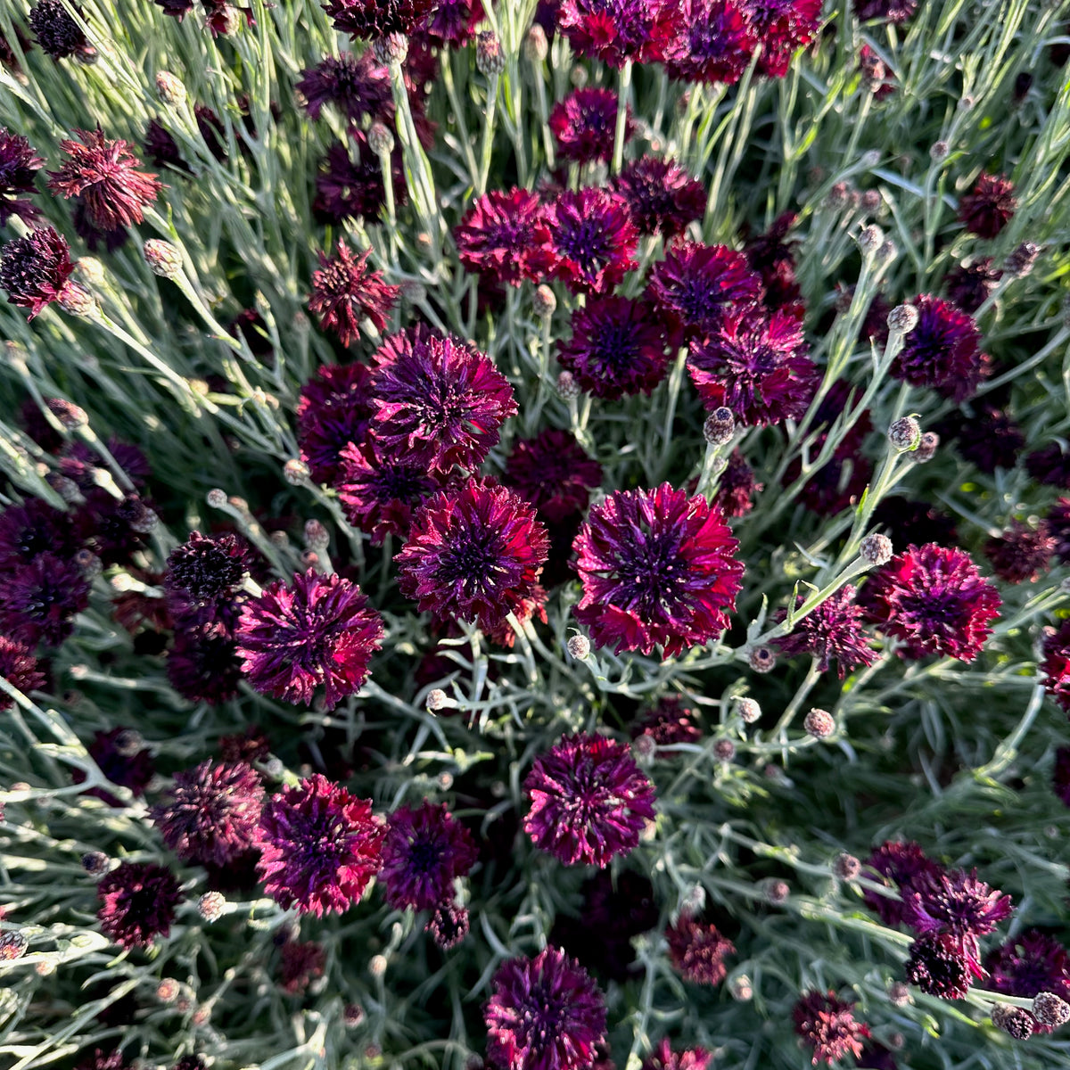 Black Magic Bachelor&#39;s Button / Cornflower