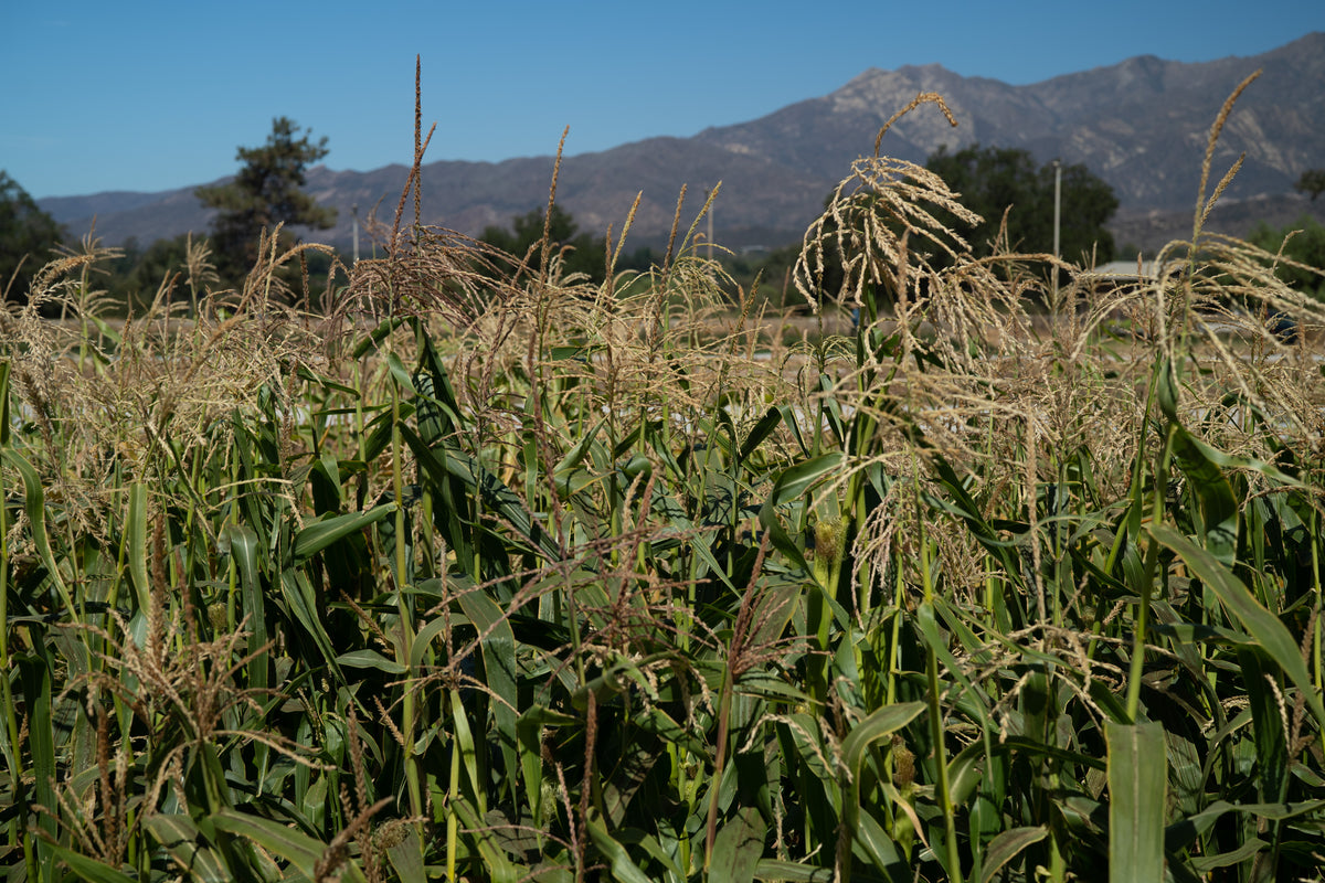 Zanadoo Corn Plants Growing in Field Ojai California