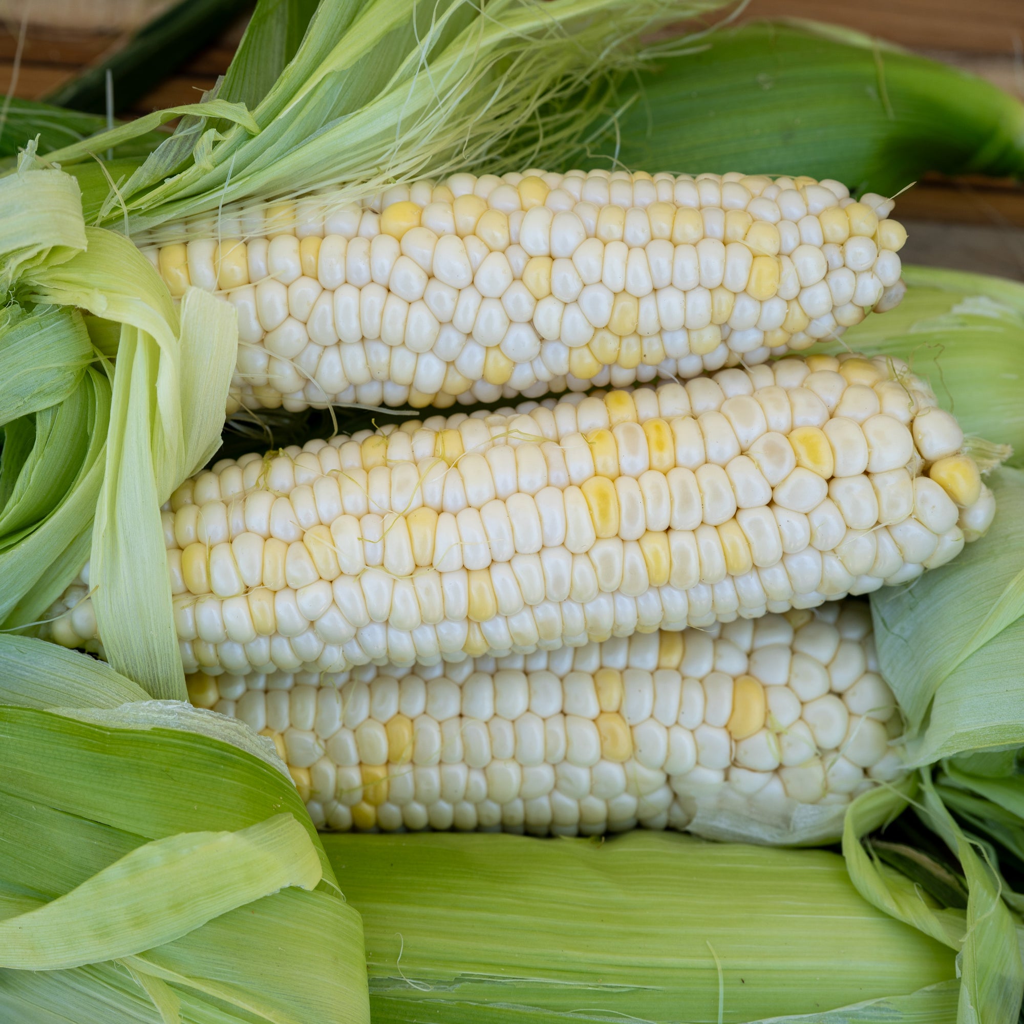 Zanadoo Sweet Corn / Closeup of Ears