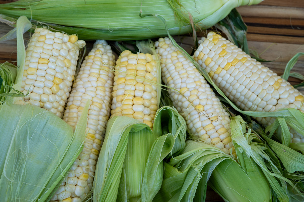 Zandoo Corn Ears Fresh